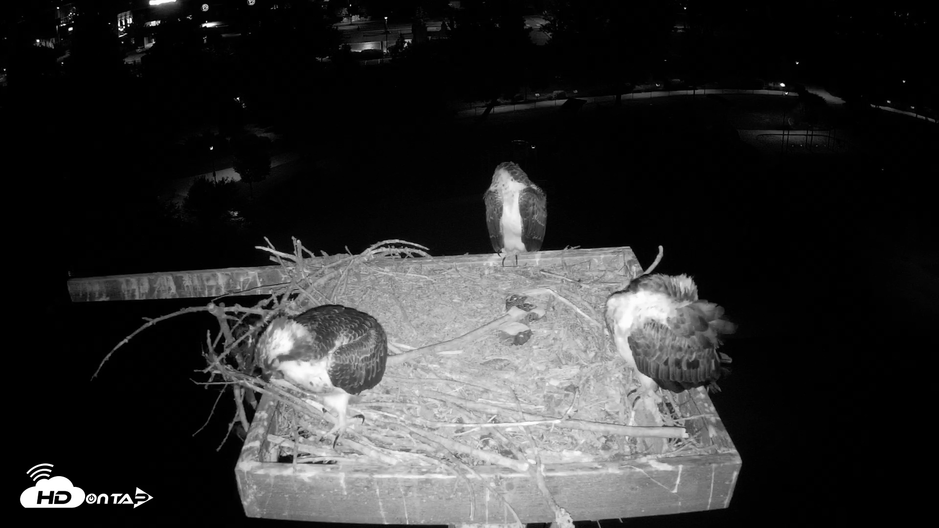 Snapshot of Coeur d'Alene Idaho Osprey Nest Live Cam taken Aug 2, 2026, 3:06am PDT