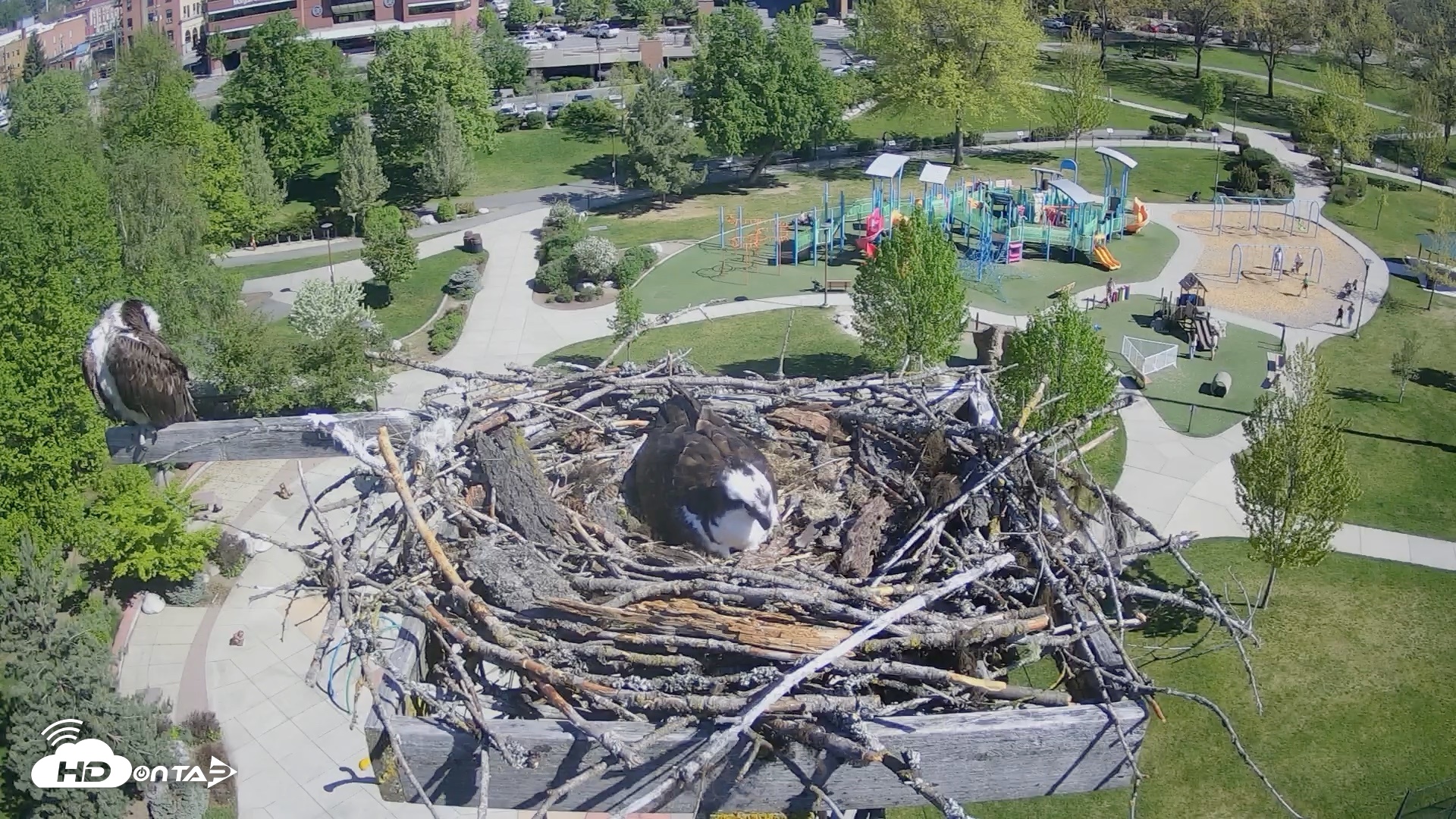 Snapshot of Coeur d'Alene Idaho Osprey Nest Live Cam taken May 5, 2026, 10:01am PDT