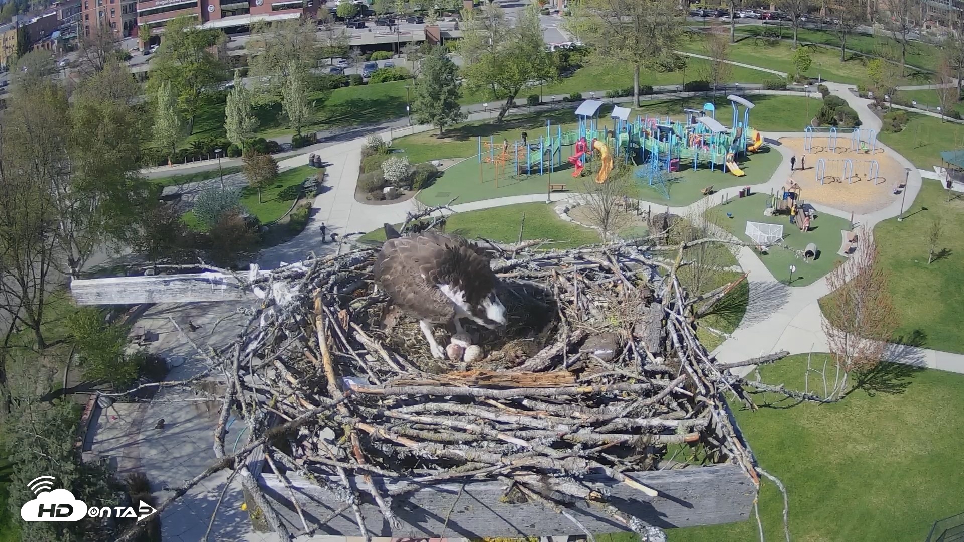Snapshot of Coeur d'Alene Idaho Osprey Nest Live Cam taken Apr 29, 2026, 3:44pm PDT