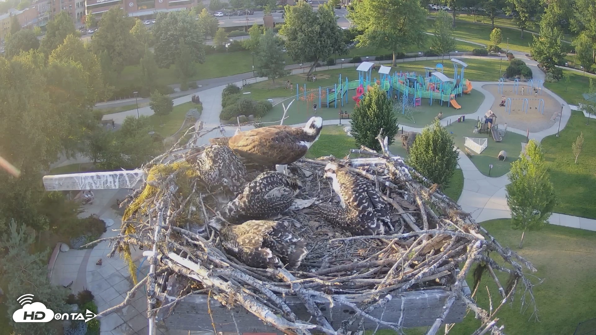 Snapshot of Coeur d'Alene South - Osprey Nest taken Jul 6, 2025, 7:42pm PDT