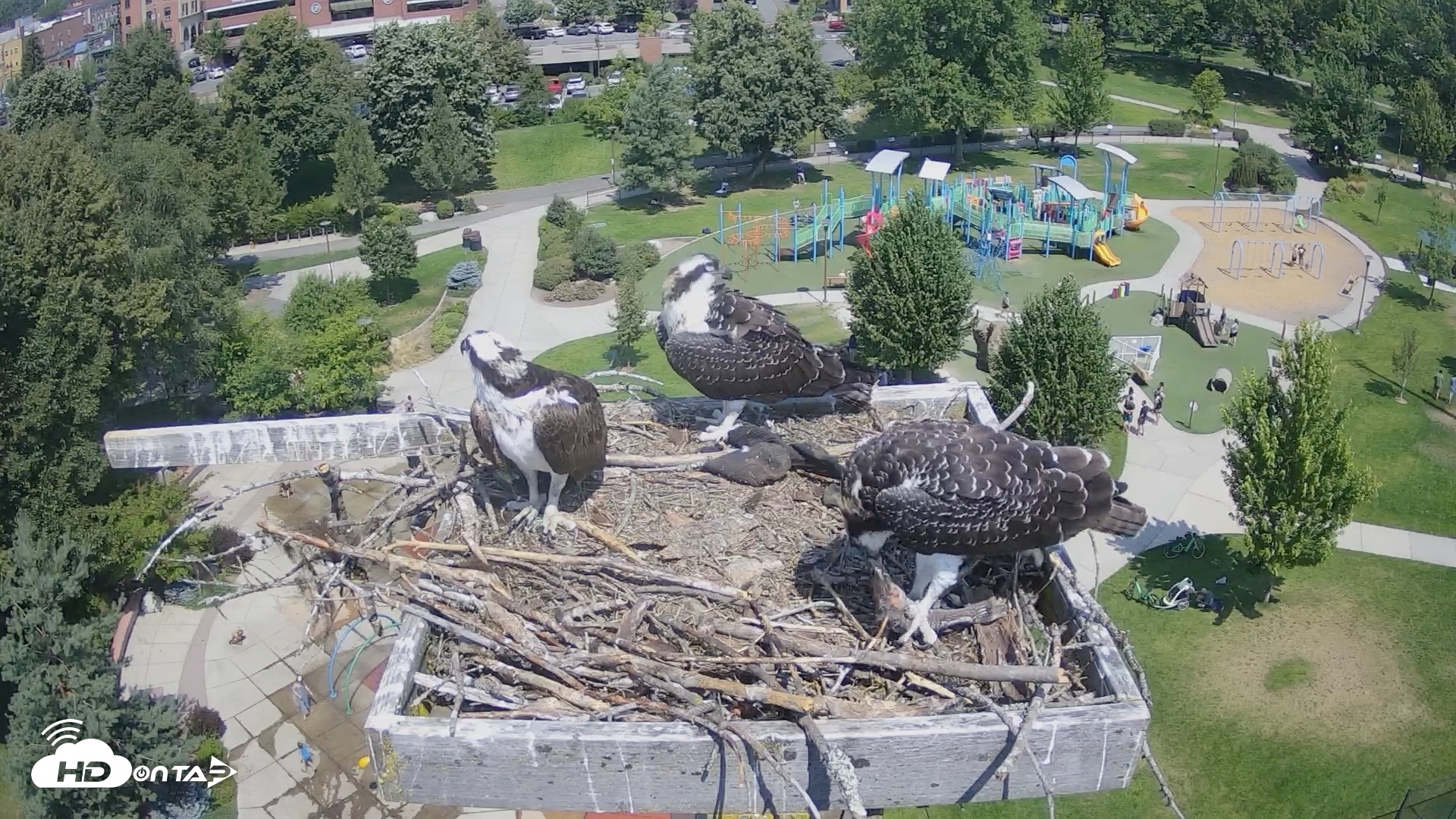 Snapshot of Coeur d'Alene Idaho Osprey Nest Live Cam taken Aug 1, 2026, 12:17pm PDT