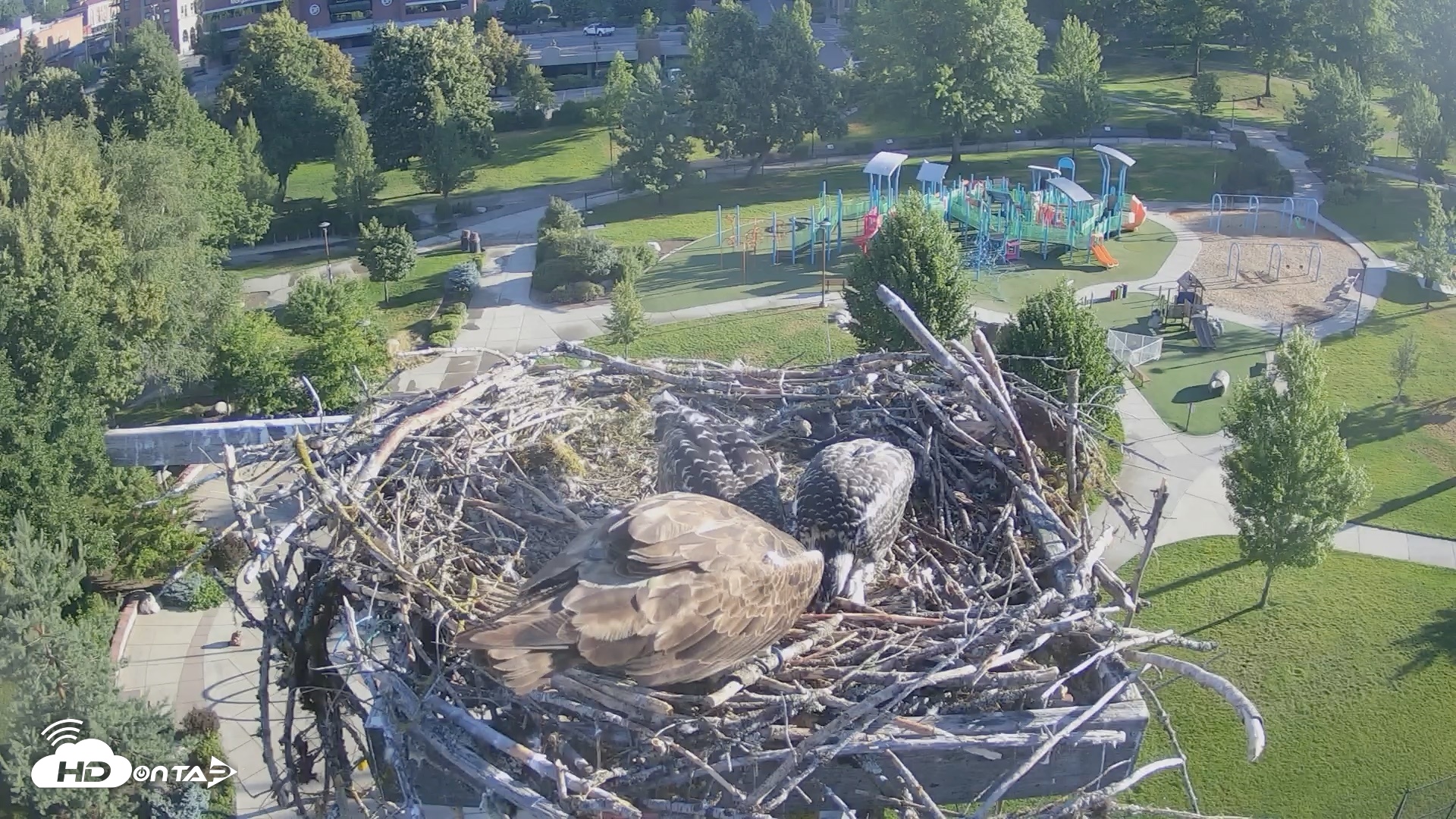 Snapshot of Coeur d'Alene Idaho Osprey Nest Live Cam taken Jul 15, 2026, 7:07am PDT