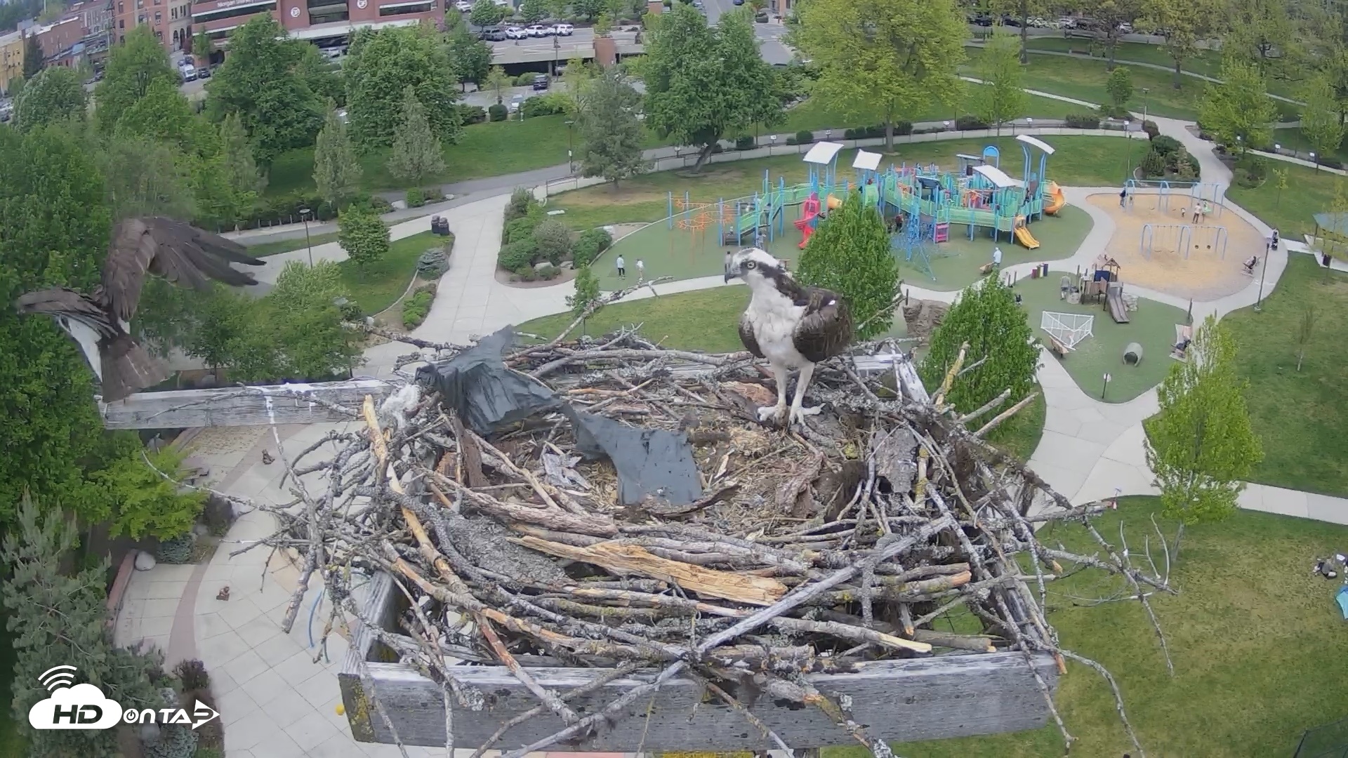 Snapshot of Coeur d'Alene Idaho Osprey Nest Live Cam taken May 8, 2026, 1:46pm PDT