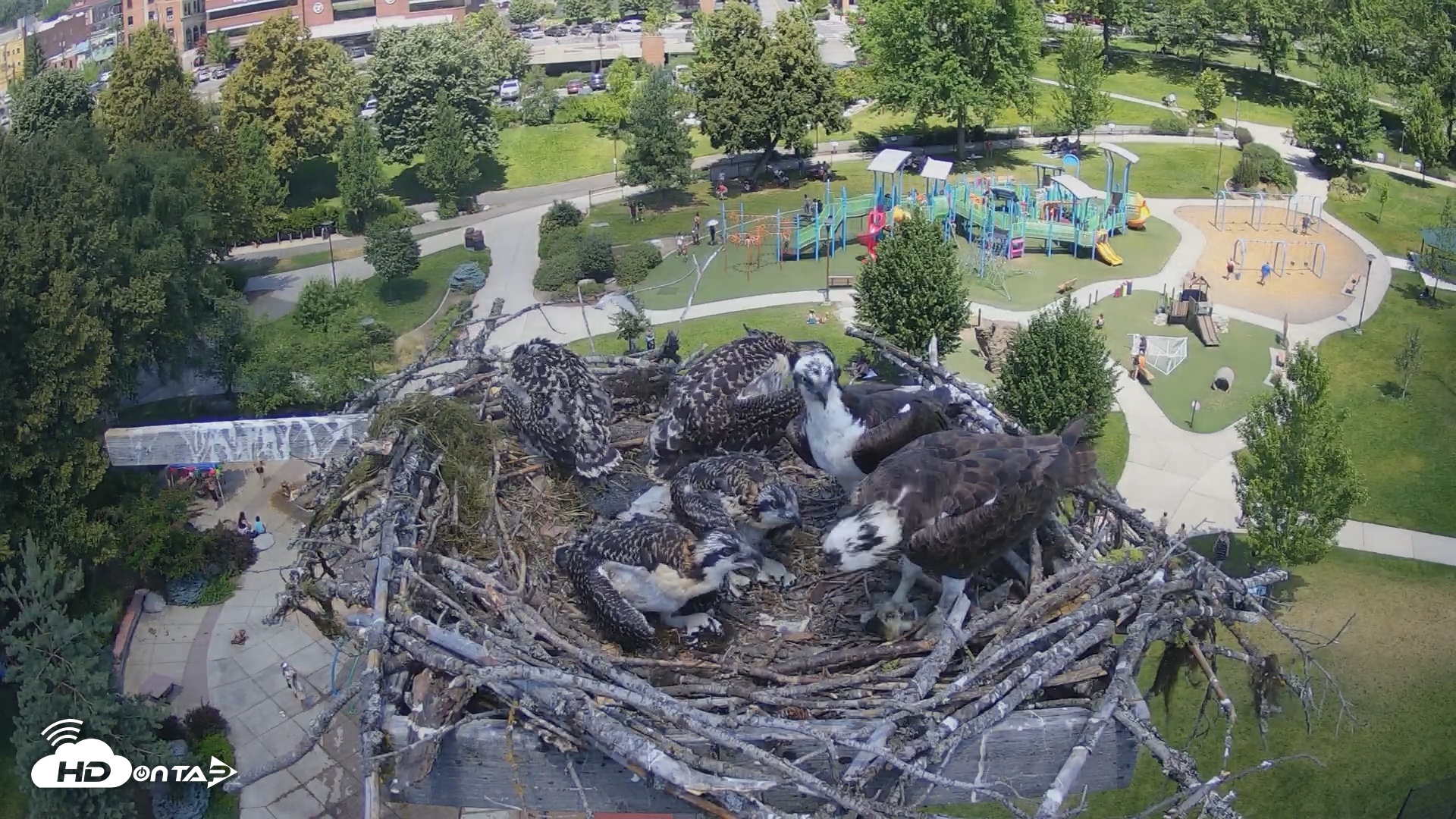 Snapshot of Coeur d'Alene South - Osprey Nest taken Jul 6, 2025, 12:57pm PDT