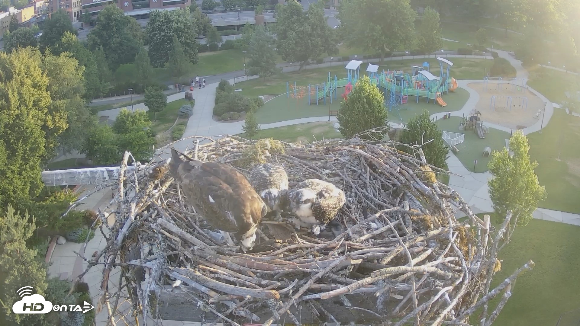 Snapshot of Coeur d'Alene Idaho Osprey Nest Live Cam taken Jul 11, 2026, 5:50am PDT