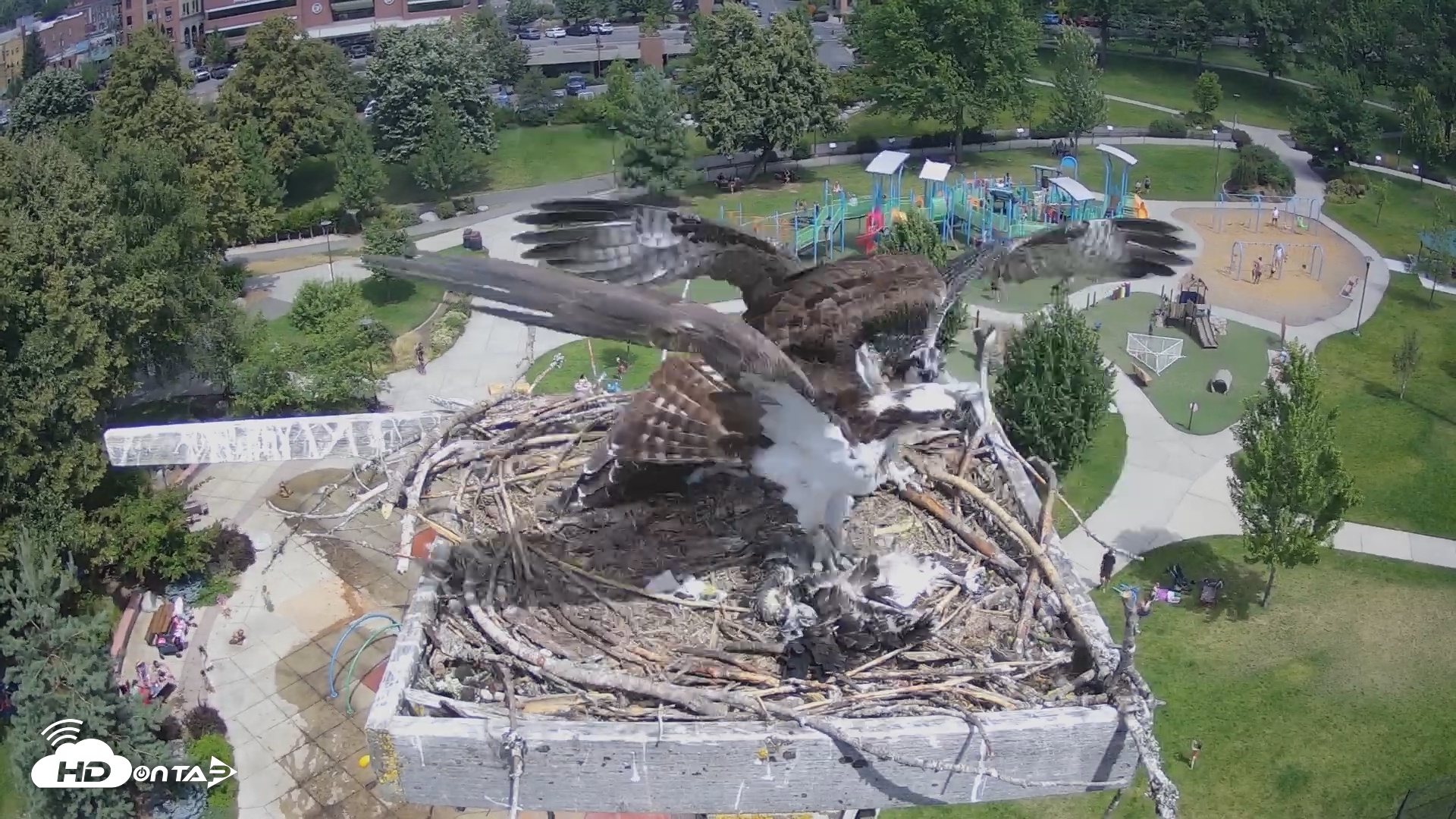Snapshot of Coeur d'Alene South - Osprey Nest taken Jul 27, 2025, 12:08pm PDT