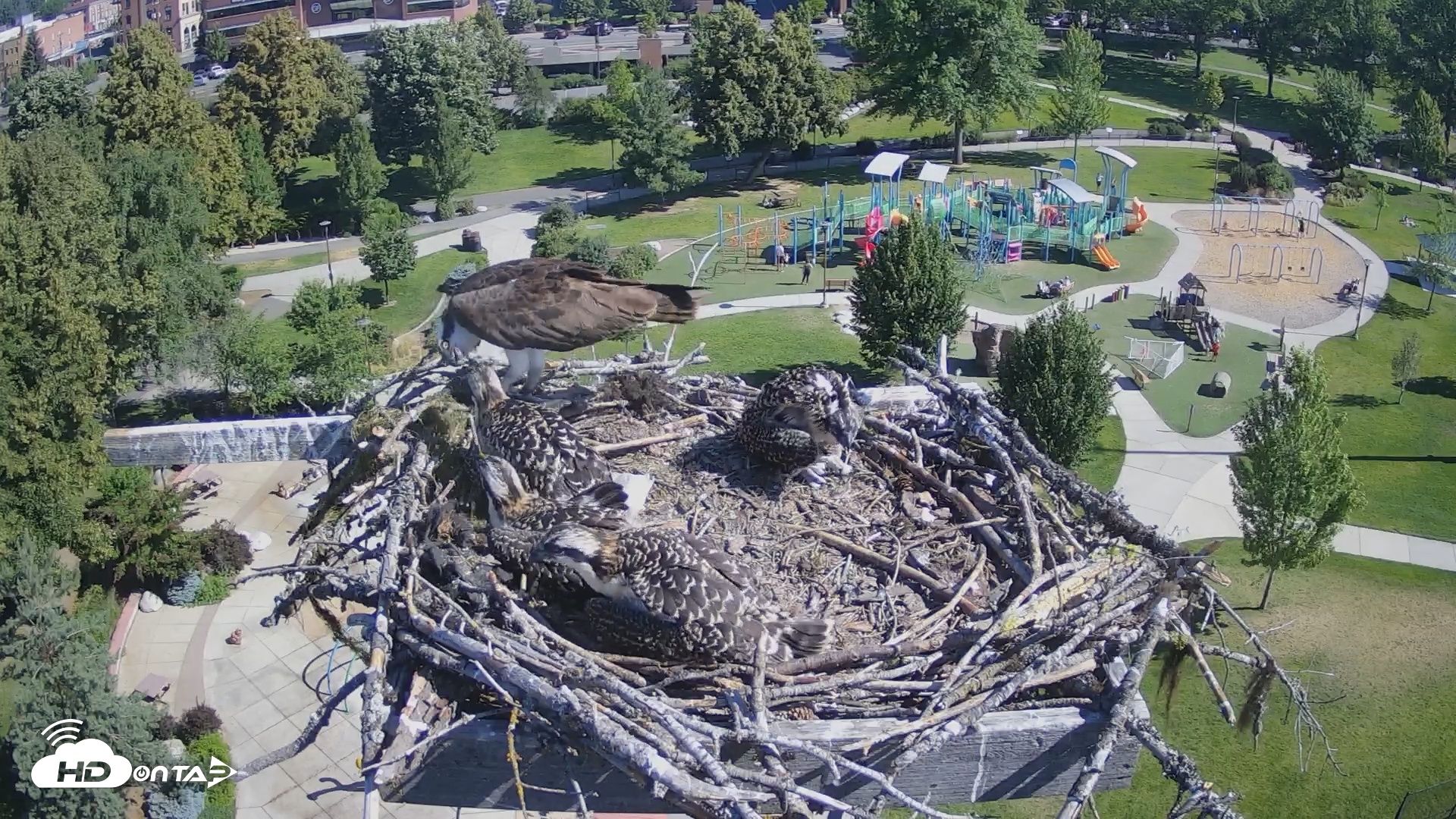 Snapshot of Coeur d'Alene South - Osprey Nest taken Jul 7, 2025, 9:28am PDT