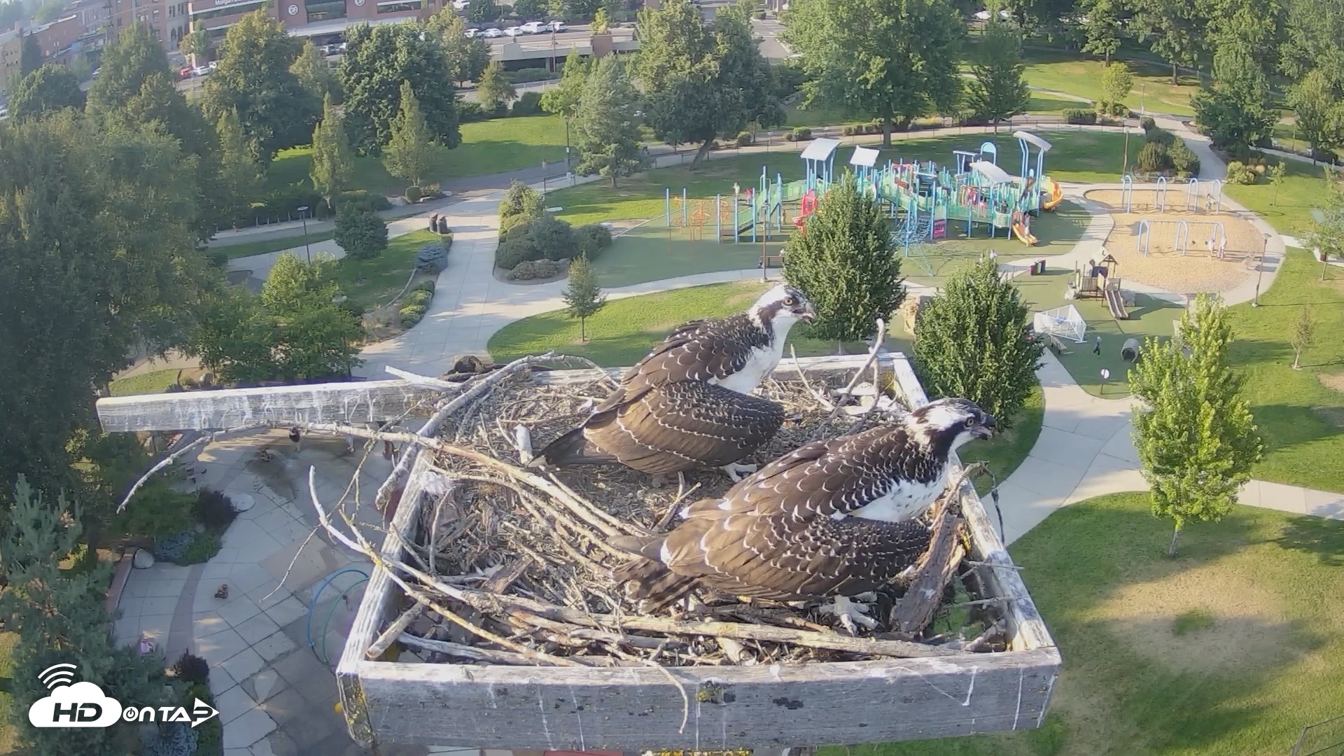 Snapshot of Coeur d'Alene Idaho Osprey Nest Live Cam taken Aug 11, 2026, 6:12pm PDT