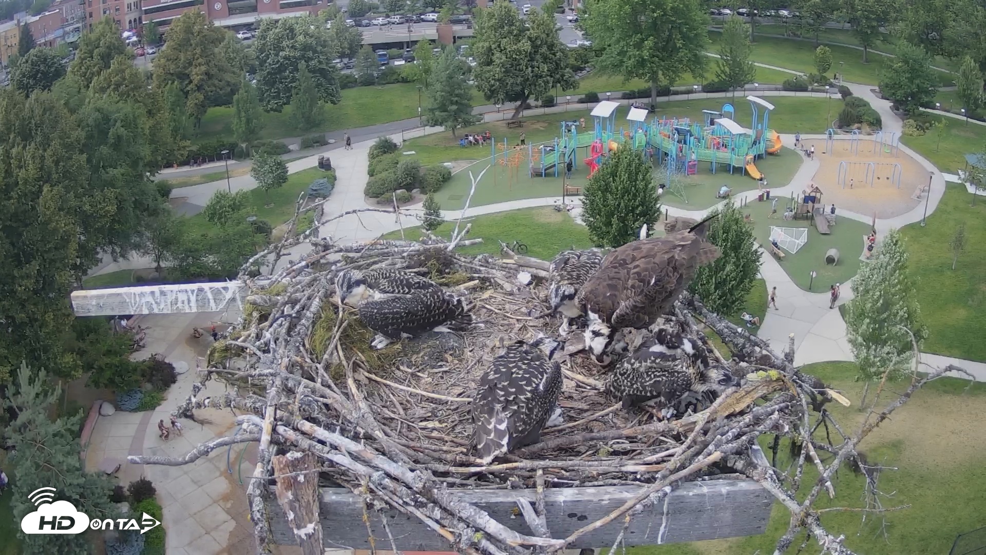 Snapshot of Coeur d'Alene South - Osprey Nest taken Jul 9, 2025, 4:50pm PDT