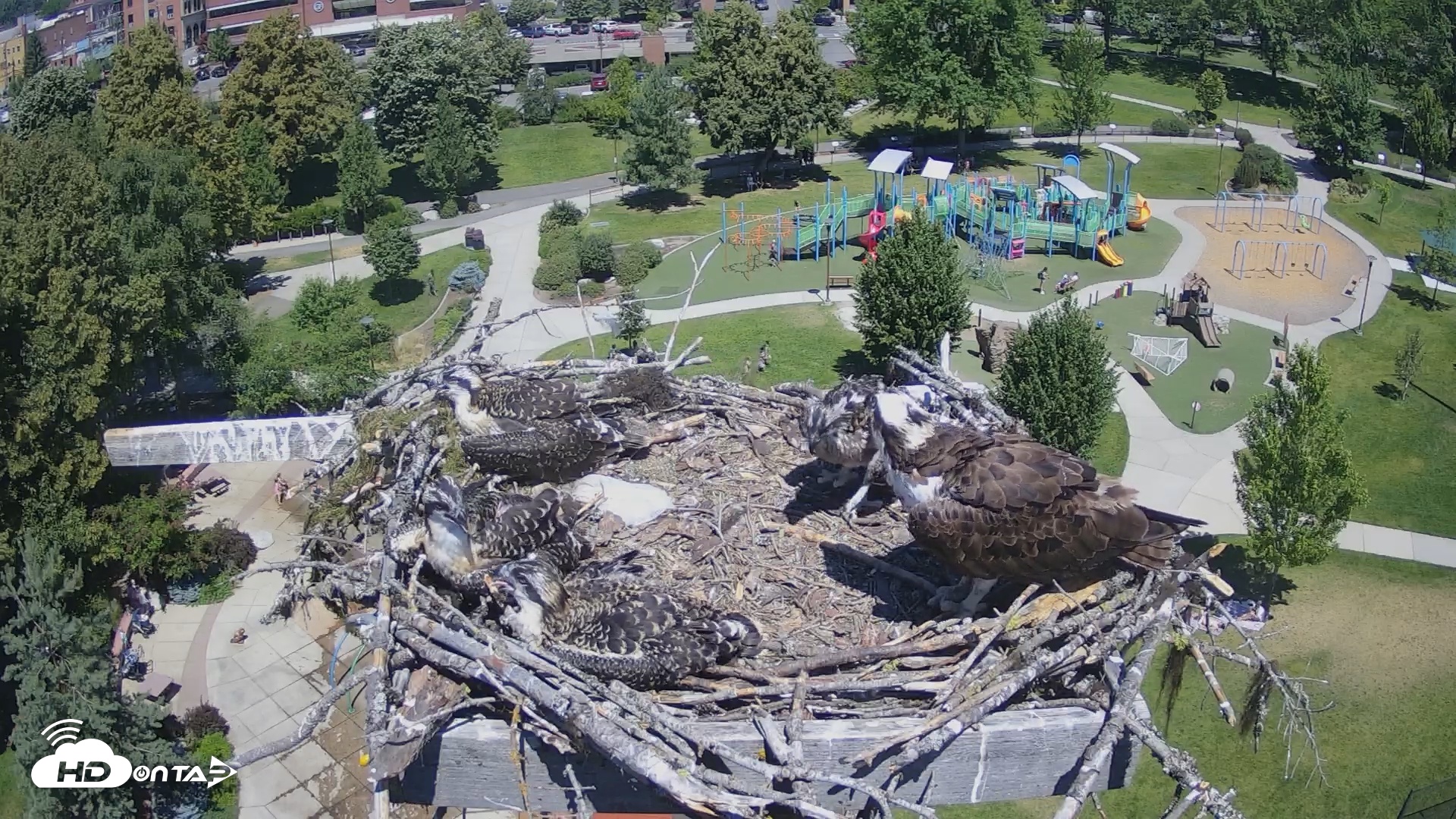 Snapshot of Coeur d'Alene South - Osprey Nest taken Jul 7, 2025, 12:32pm PDT