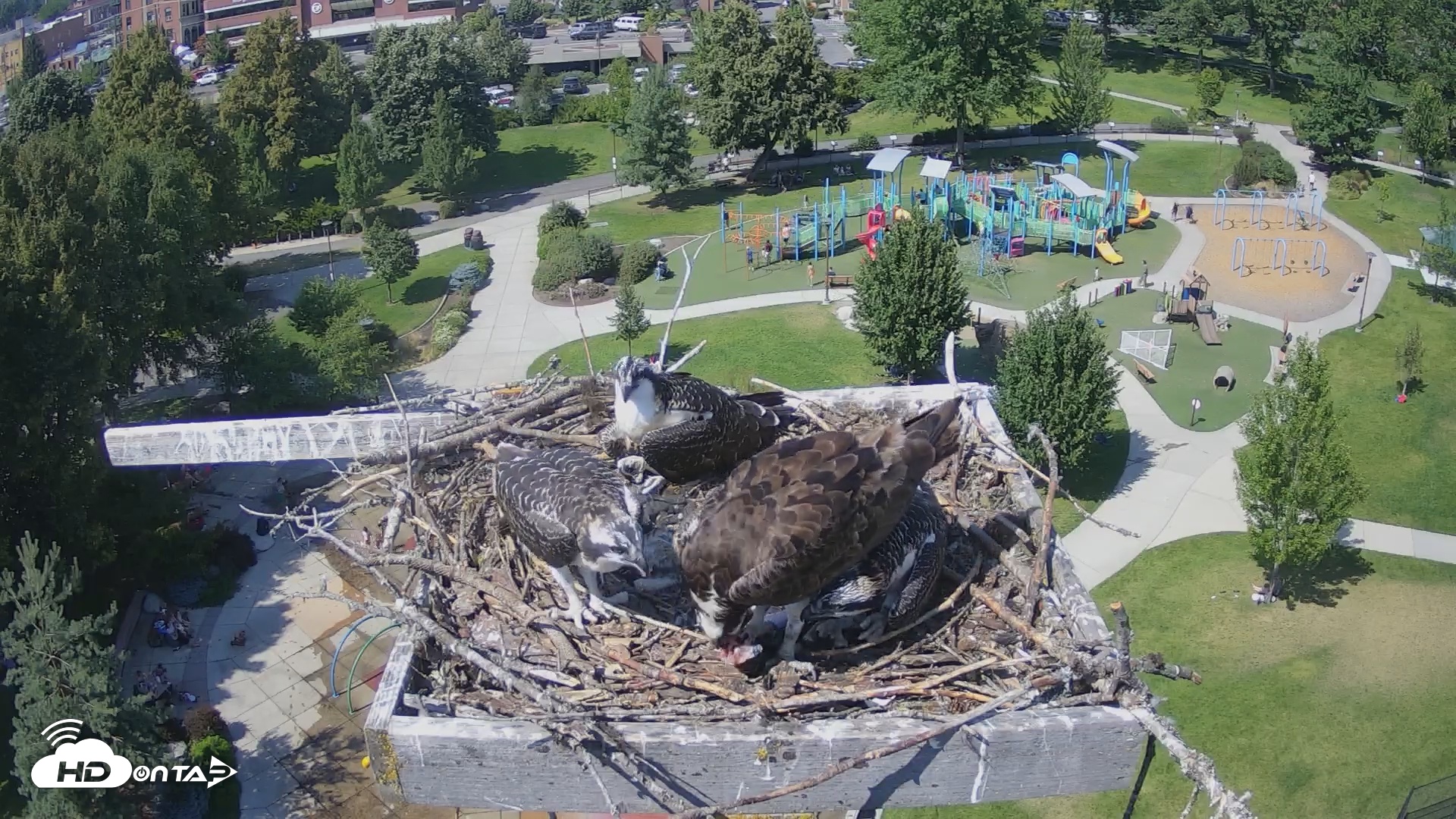 Snapshot of Coeur d'Alene South - Osprey Nest taken Jul 23, 2025, 3:09pm PDT