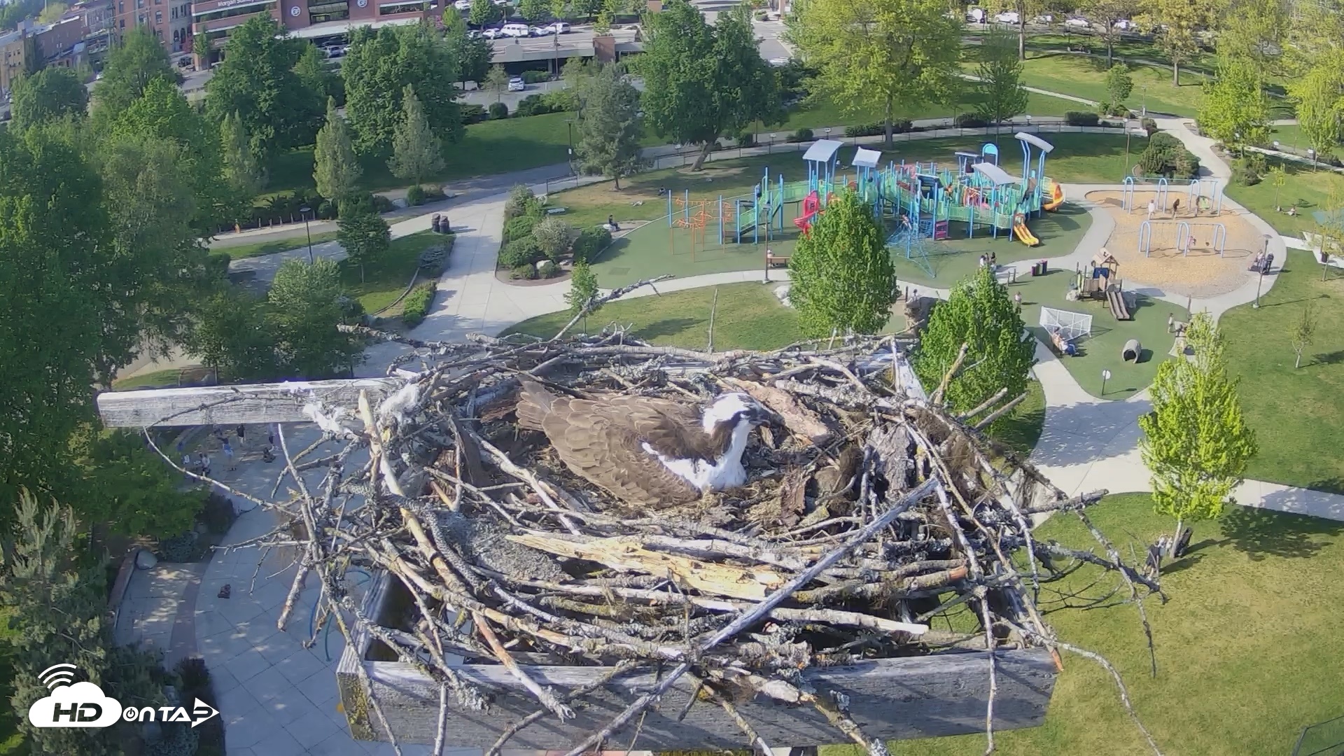 Snapshot of Coeur d'Alene Idaho Osprey Nest Live Cam taken May 7, 2026, 4:55pm PDT
