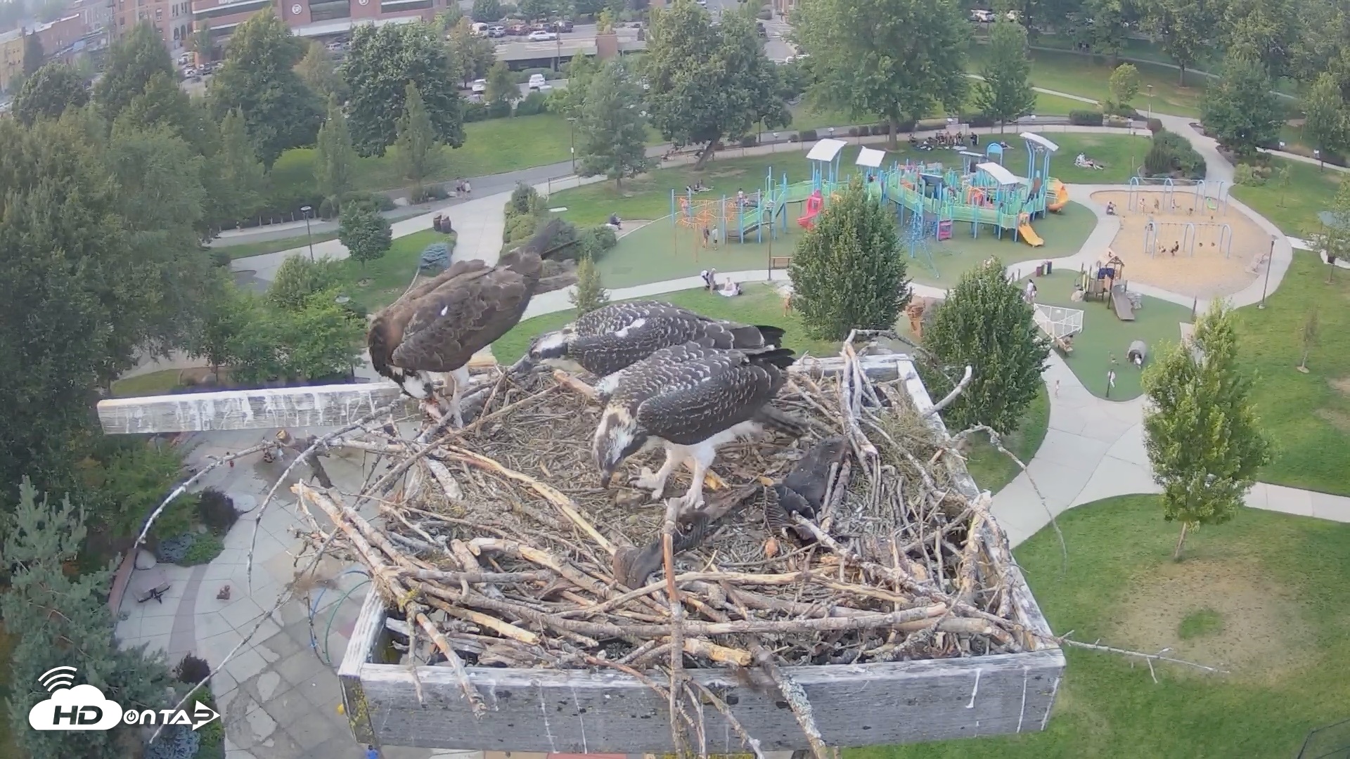 Snapshot of Coeur d'Alene Idaho Osprey Nest Live Cam taken Jul 25, 2026, 6:35pm PDT