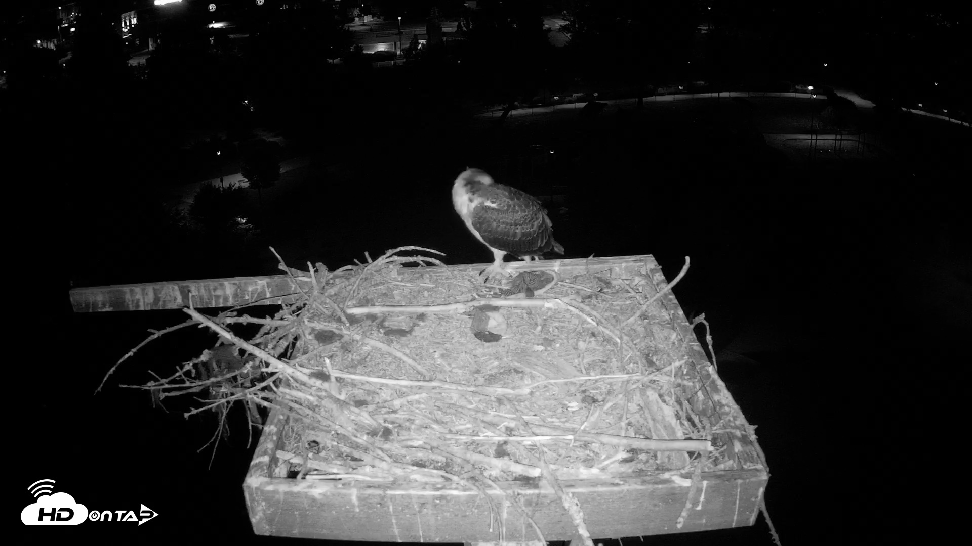 Snapshot of Coeur d'Alene Idaho Osprey Nest Live Cam taken Aug 1, 2026, 4:19am PDT