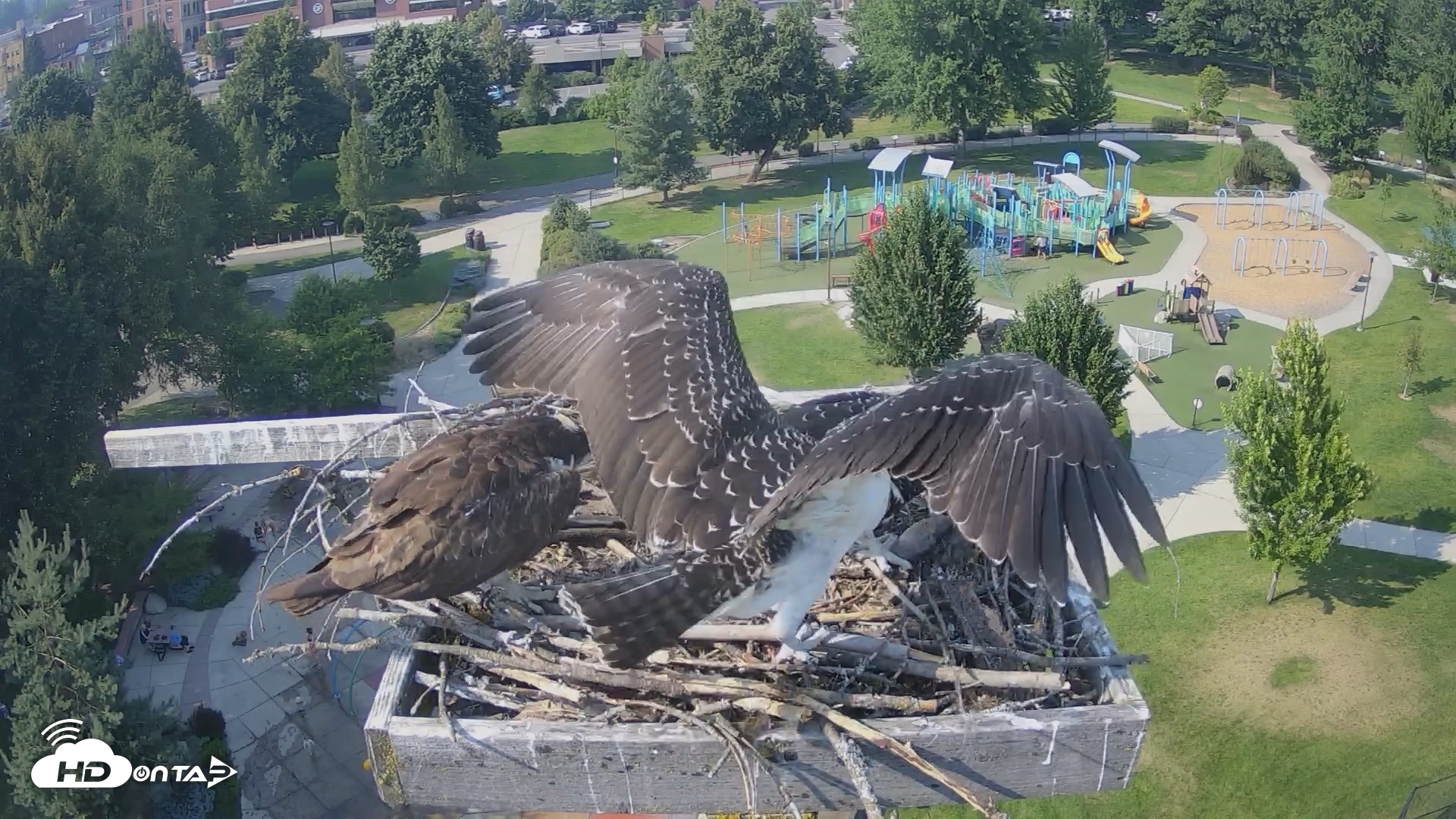 Snapshot of Coeur d'Alene Idaho Osprey Nest Live Cam taken Jul 27, 2026, 4:33pm PDT