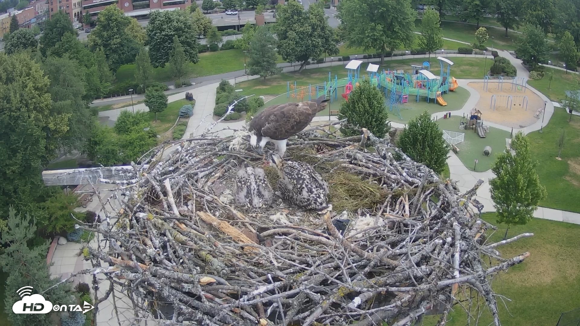 Snapshot of Coeur d'Alene Idaho Osprey Nest Live Cam taken Jun 26, 2026, 7:56am PDT