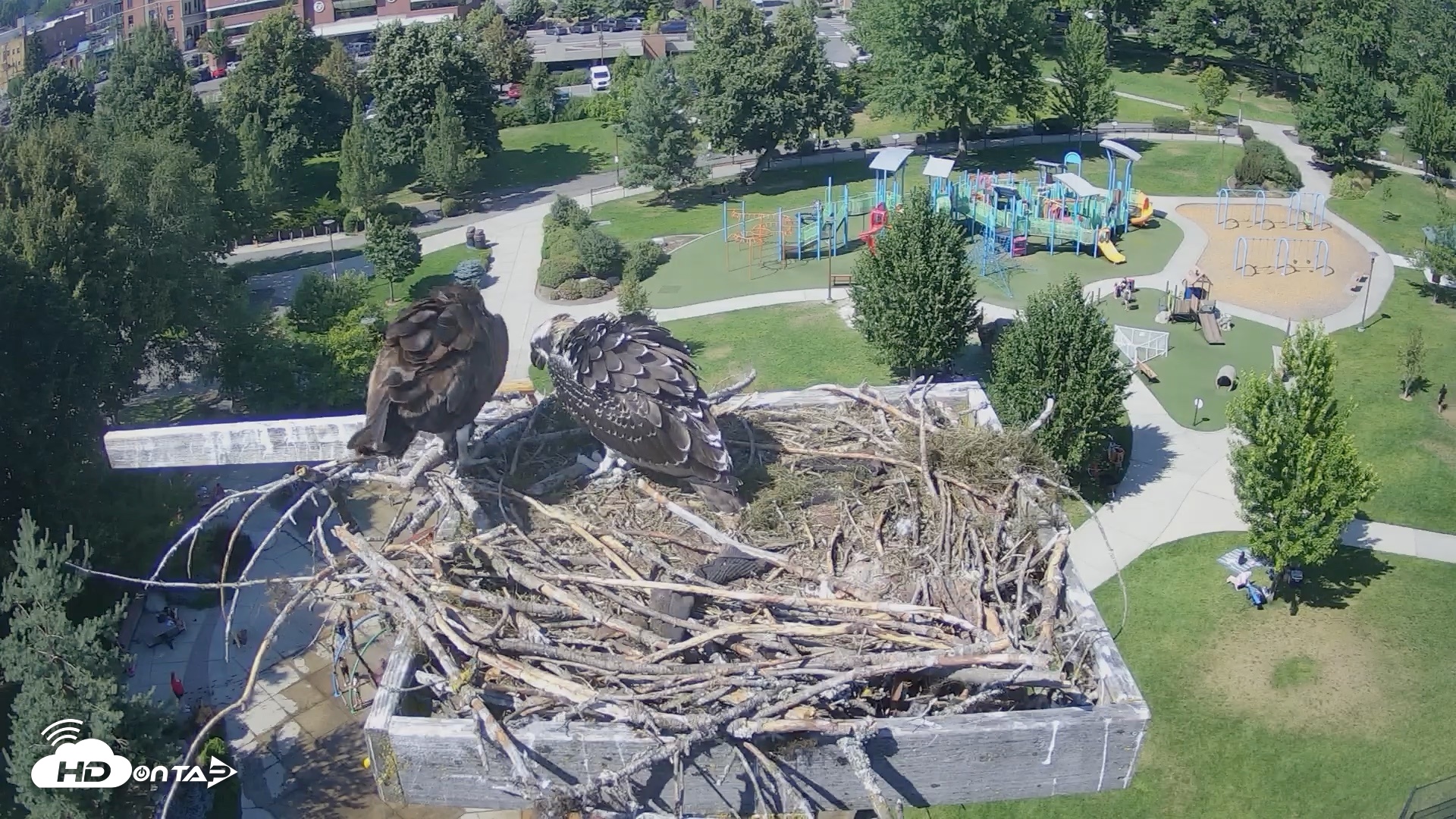 Snapshot of Coeur d'Alene Idaho Osprey Nest Live Cam taken Jul 24, 2026, 3:22pm PDT