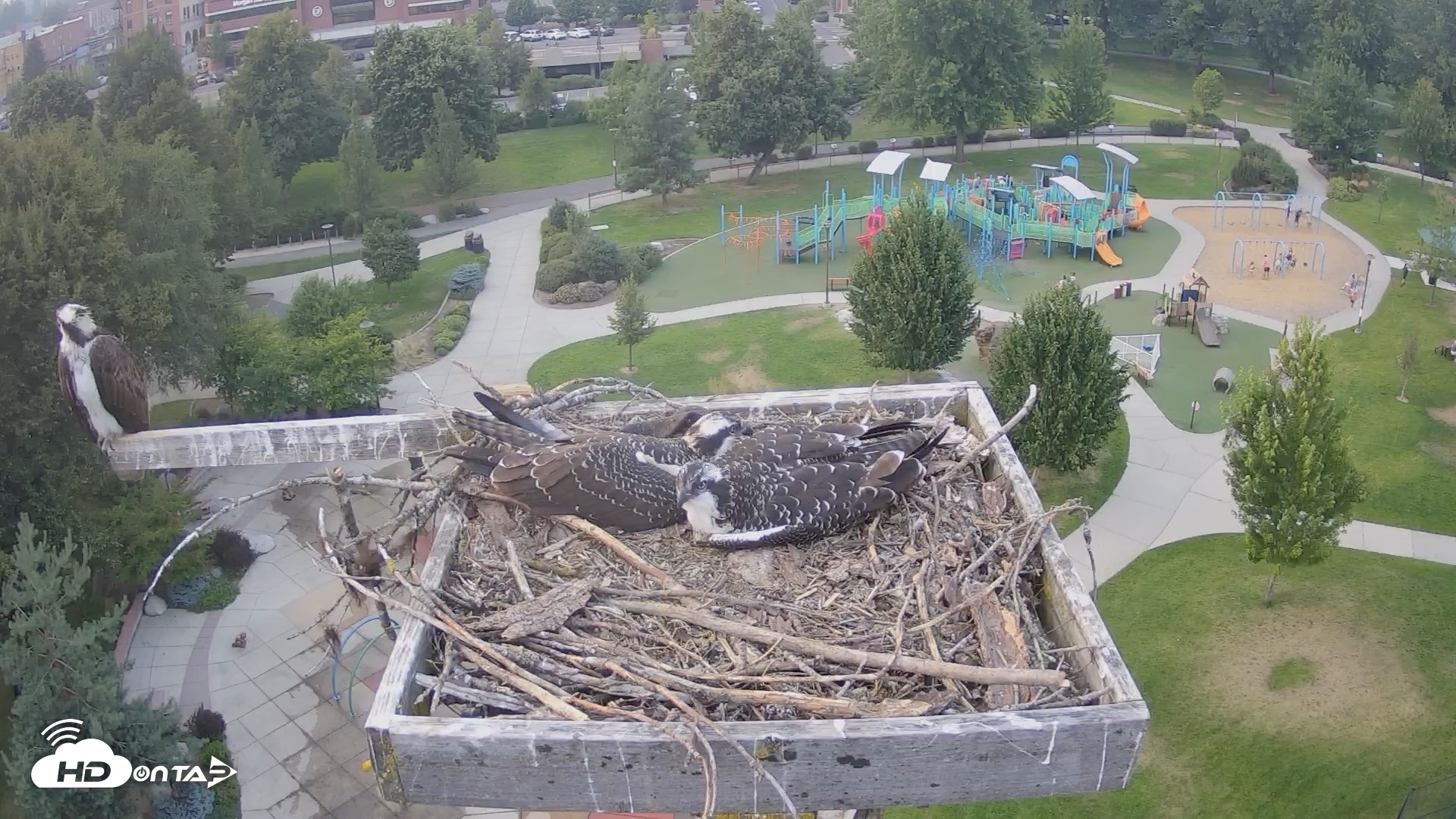 Snapshot of Coeur d'Alene Idaho Osprey Nest Live Cam taken Aug 3, 2026, 7:29pm PDT