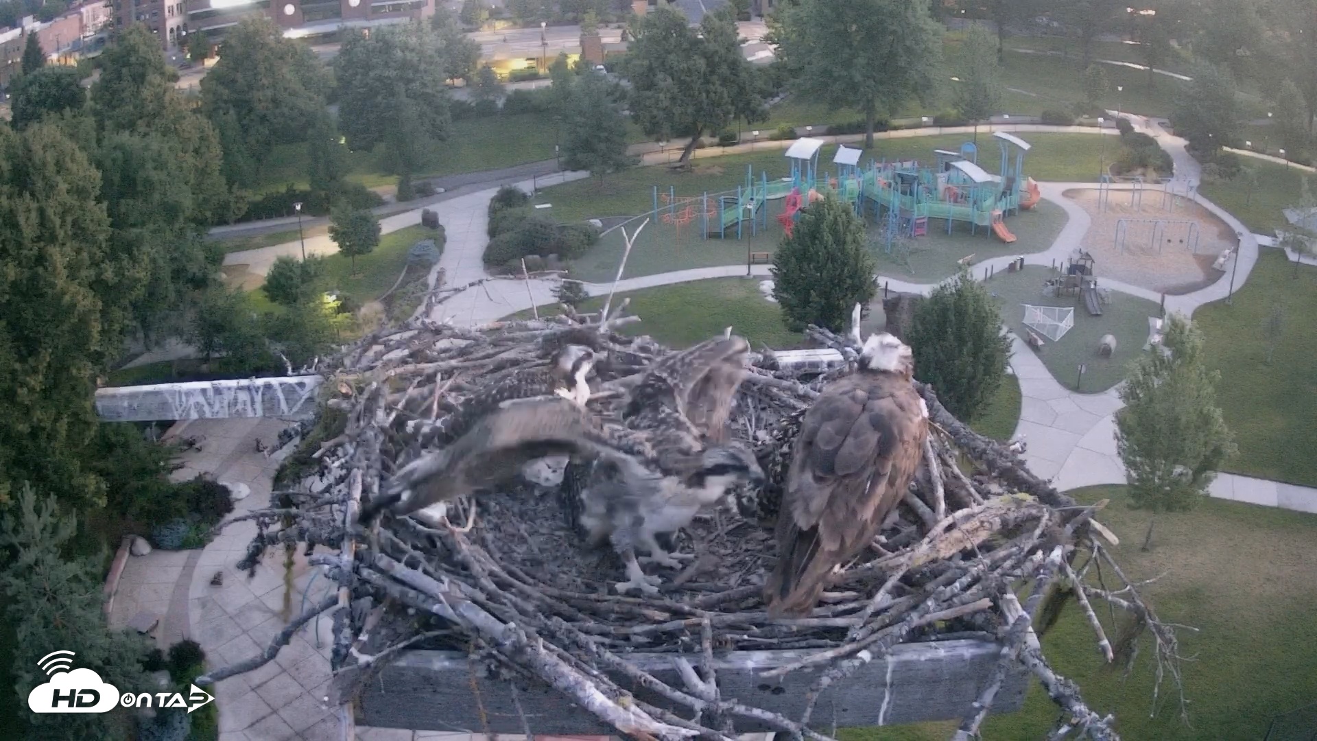 Snapshot of Coeur d'Alene South - Osprey Nest taken Jul 8, 2025, 4:31am PDT