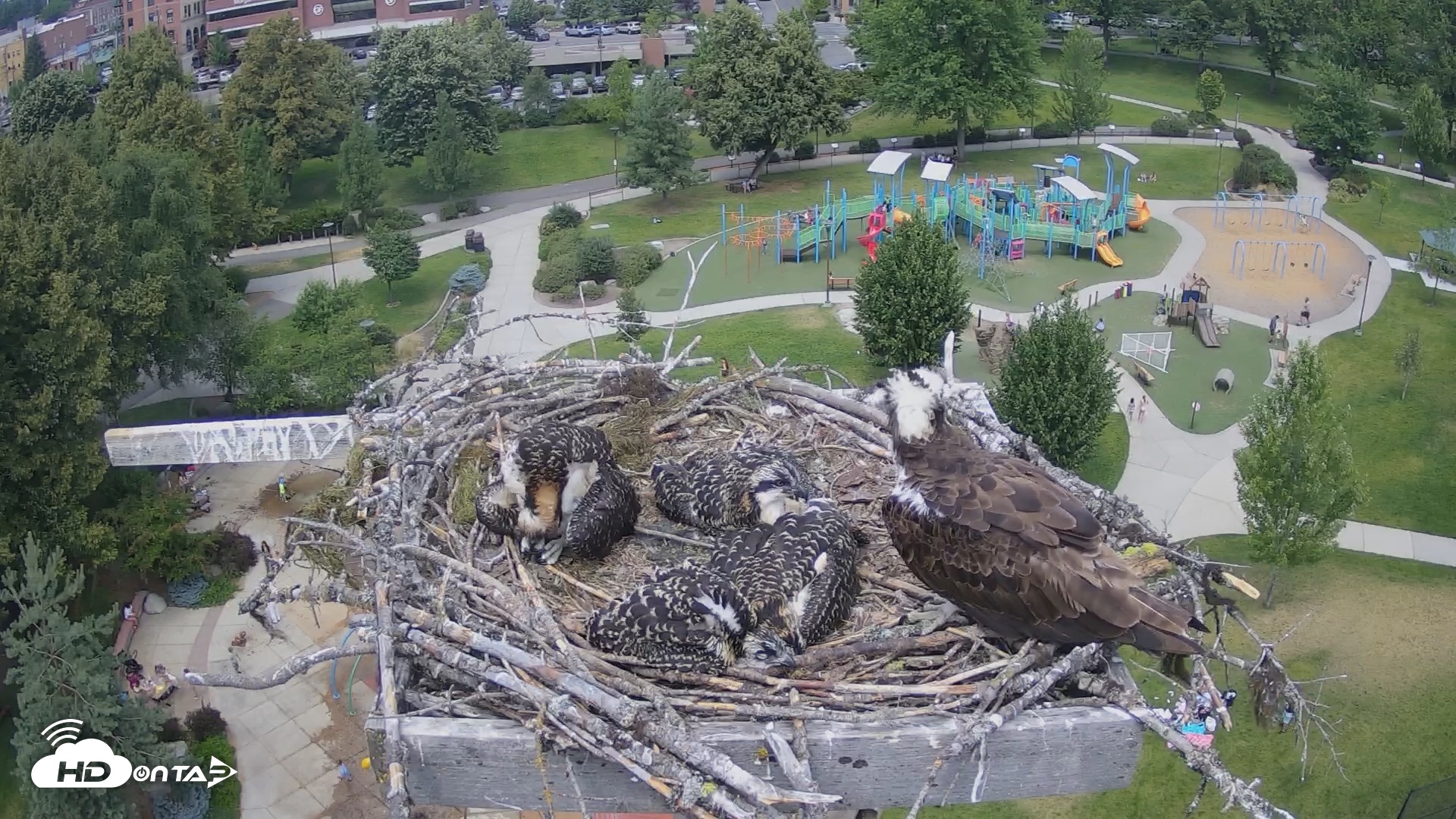 Snapshot of Coeur d'Alene South - Osprey Nest taken Jul 10, 2025, 1:56pm PDT