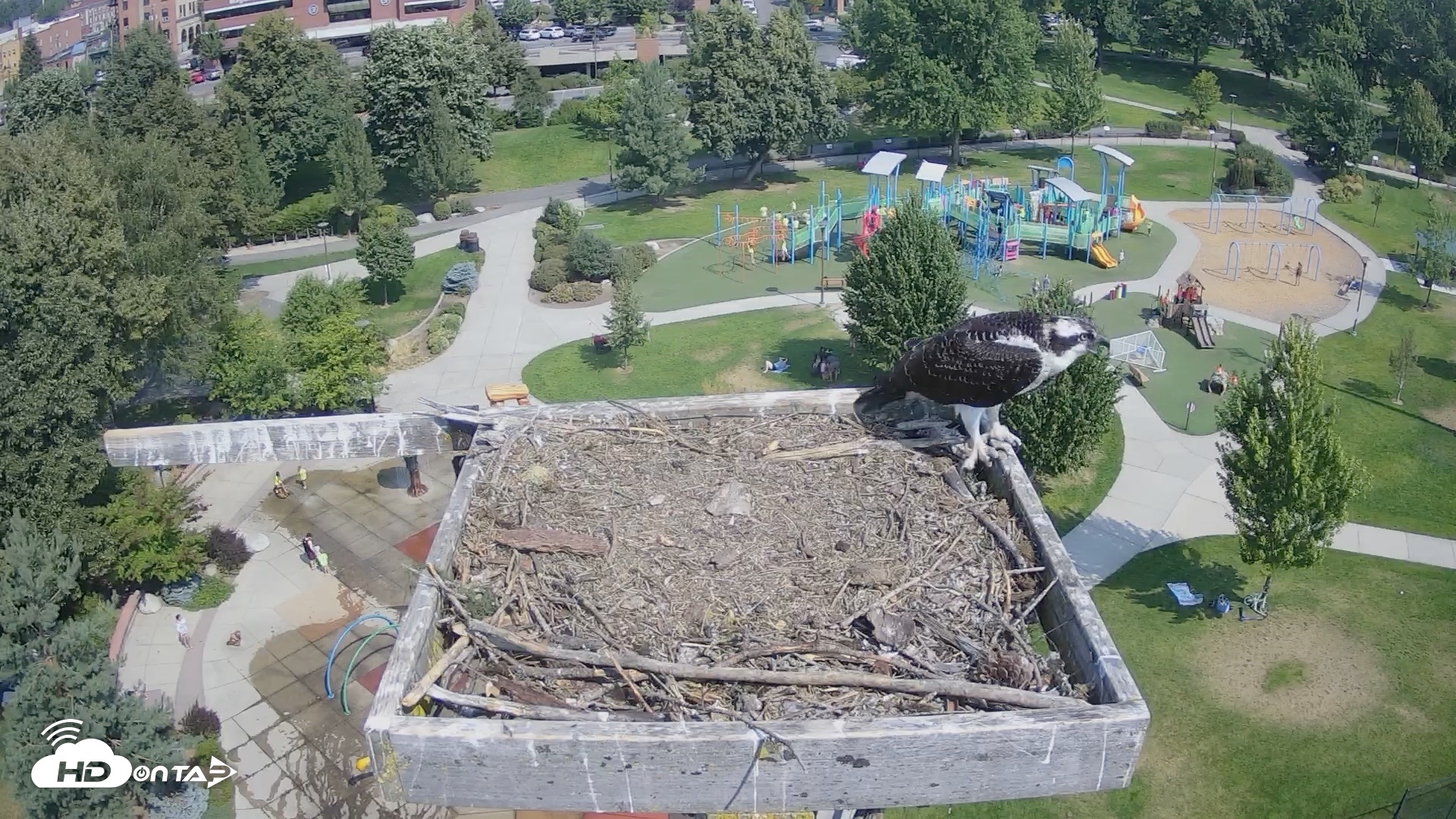 Snapshot of Coeur d'Alene Idaho Osprey Nest Live Cam taken Aug 19, 2026, 11:19am PDT
