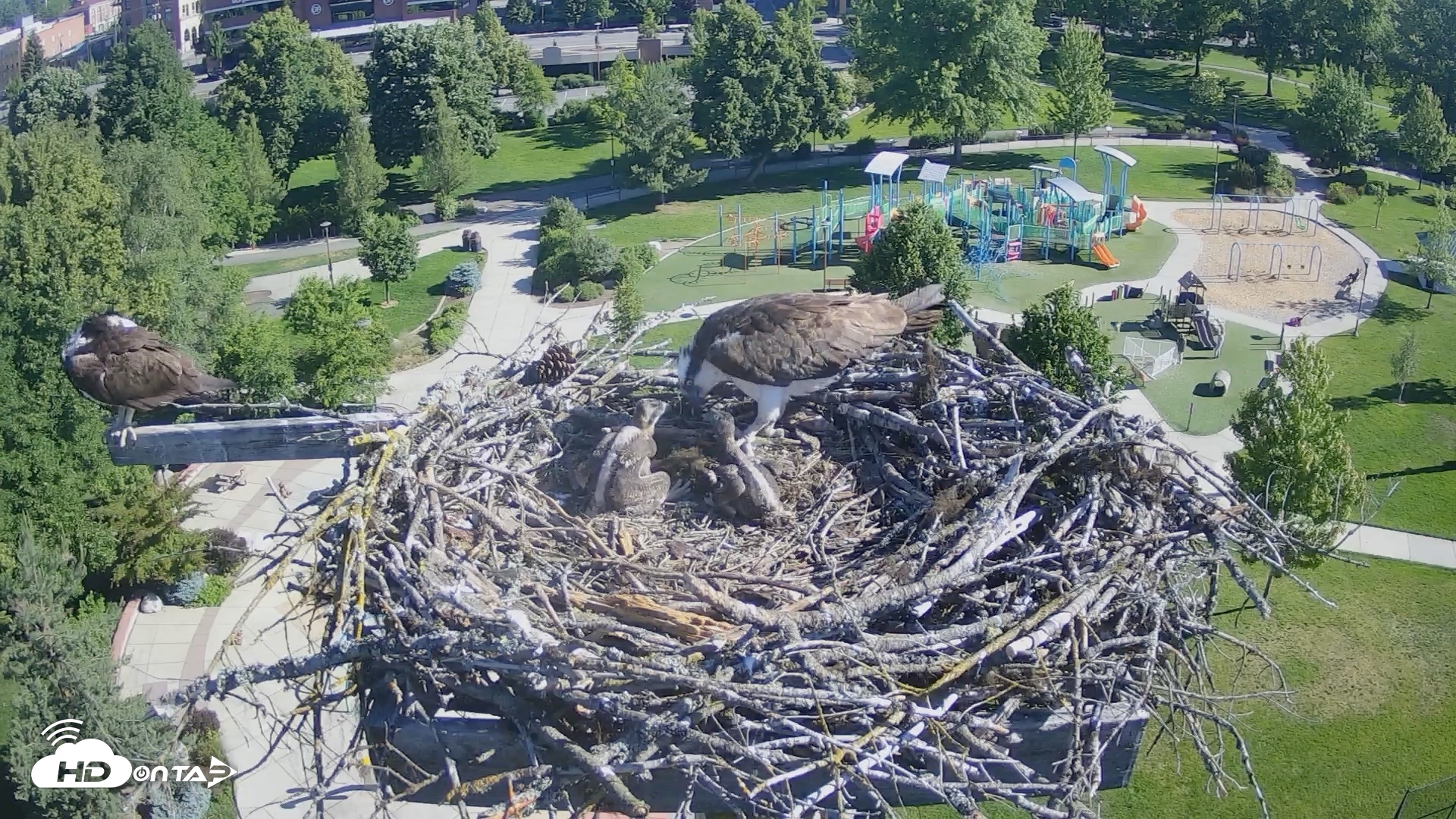 Snapshot of Coeur d'Alene Idaho Osprey Nest Live Cam taken Jun 14, 2026, 8:30am PDT