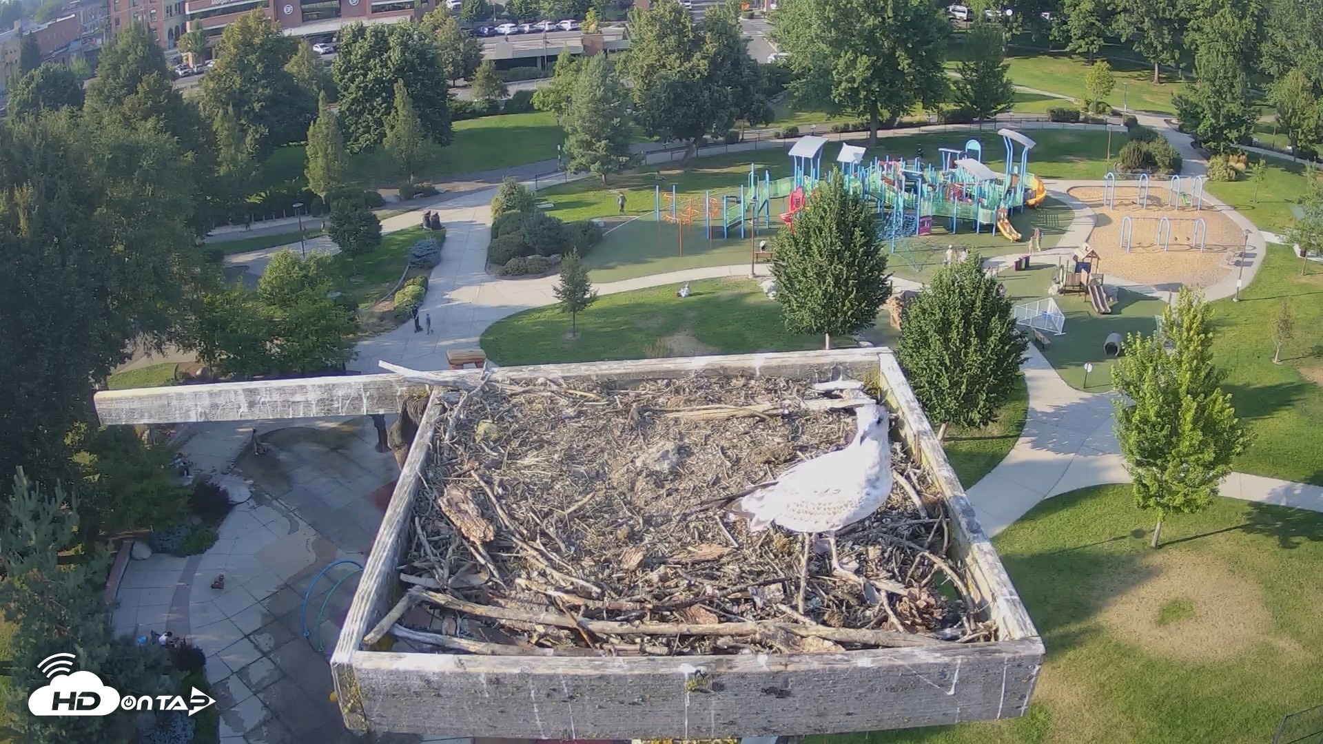 Snapshot of Coeur d'Alene Idaho Osprey Nest Live Cam taken Aug 20, 2026, 5:47pm PDT