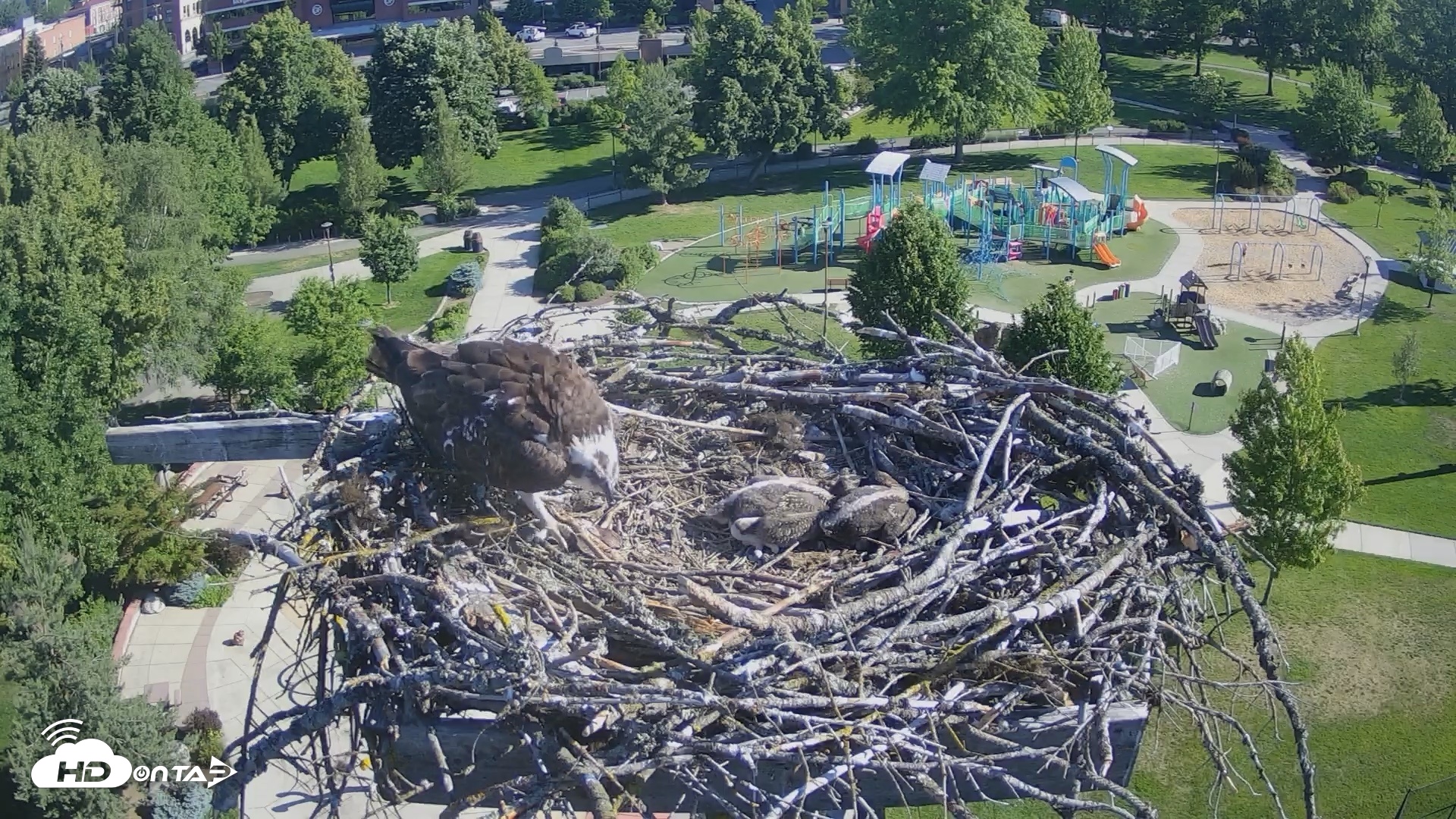 Snapshot of Coeur d'Alene Idaho Osprey Nest Live Cam taken Jun 15, 2026, 8:15am PDT