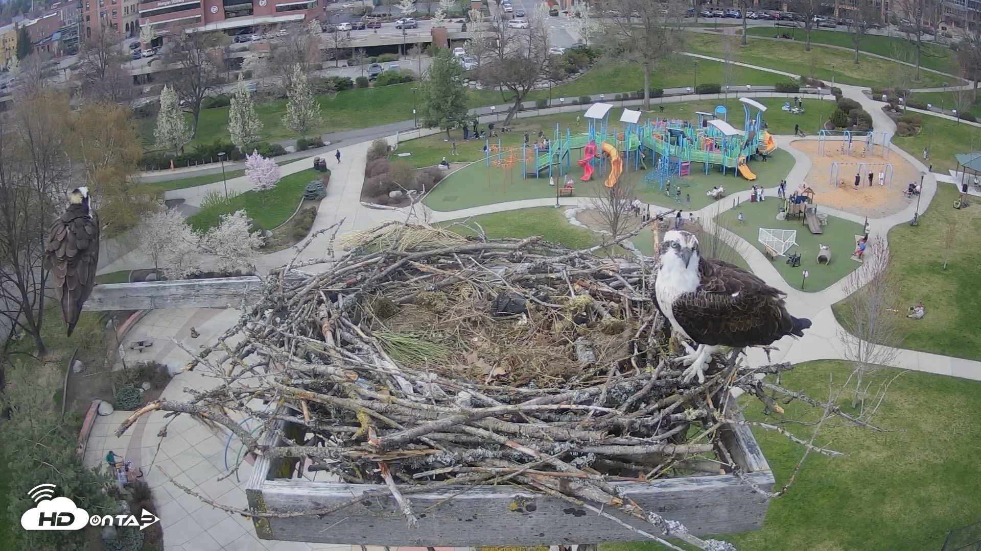 Snapshot of Coeur d'Alene Idaho Osprey Nest Live Cam taken Apr 12, 2026, 4:19pm PDT