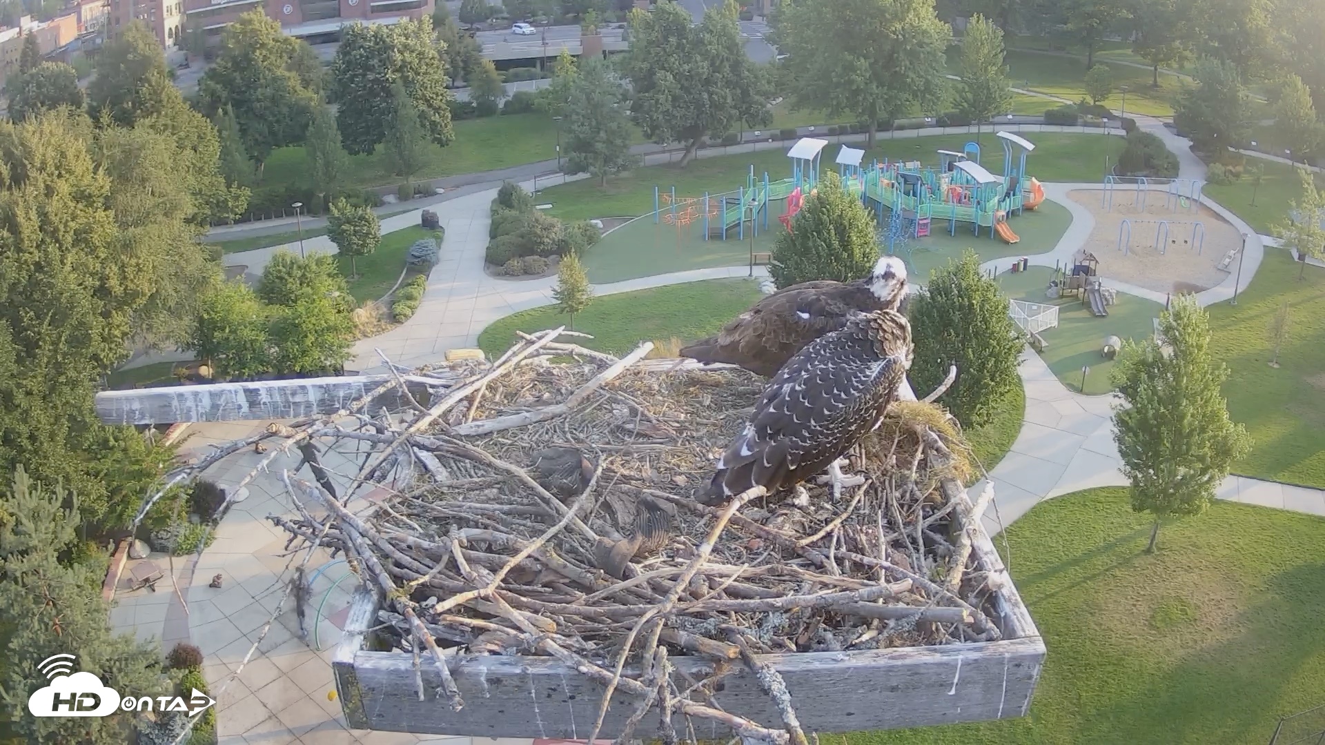 Snapshot of Coeur d'Alene Idaho Osprey Nest Live Cam taken Jul 25, 2026, 6:34am PDT