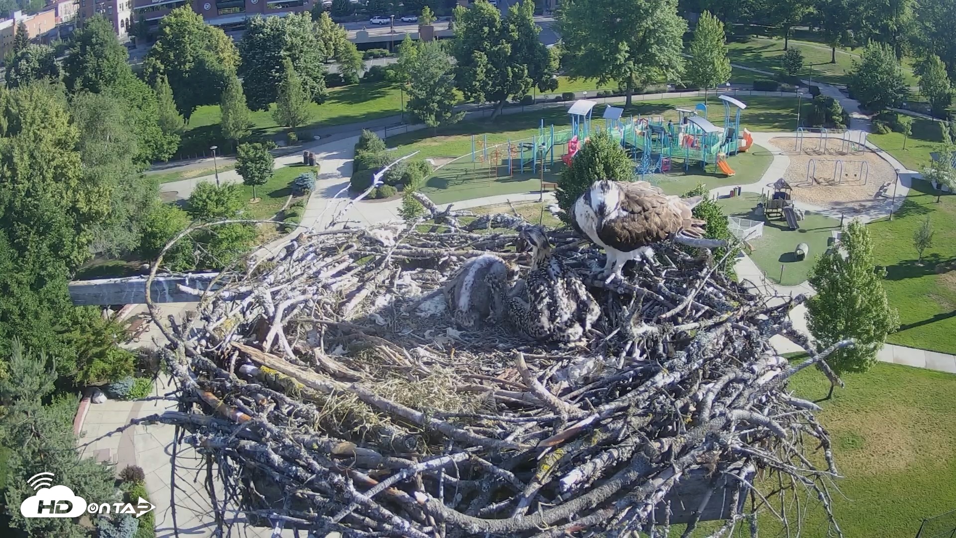 Snapshot of Coeur d'Alene Idaho Osprey Nest Live Cam taken Jun 24, 2026, 7:39am PDT