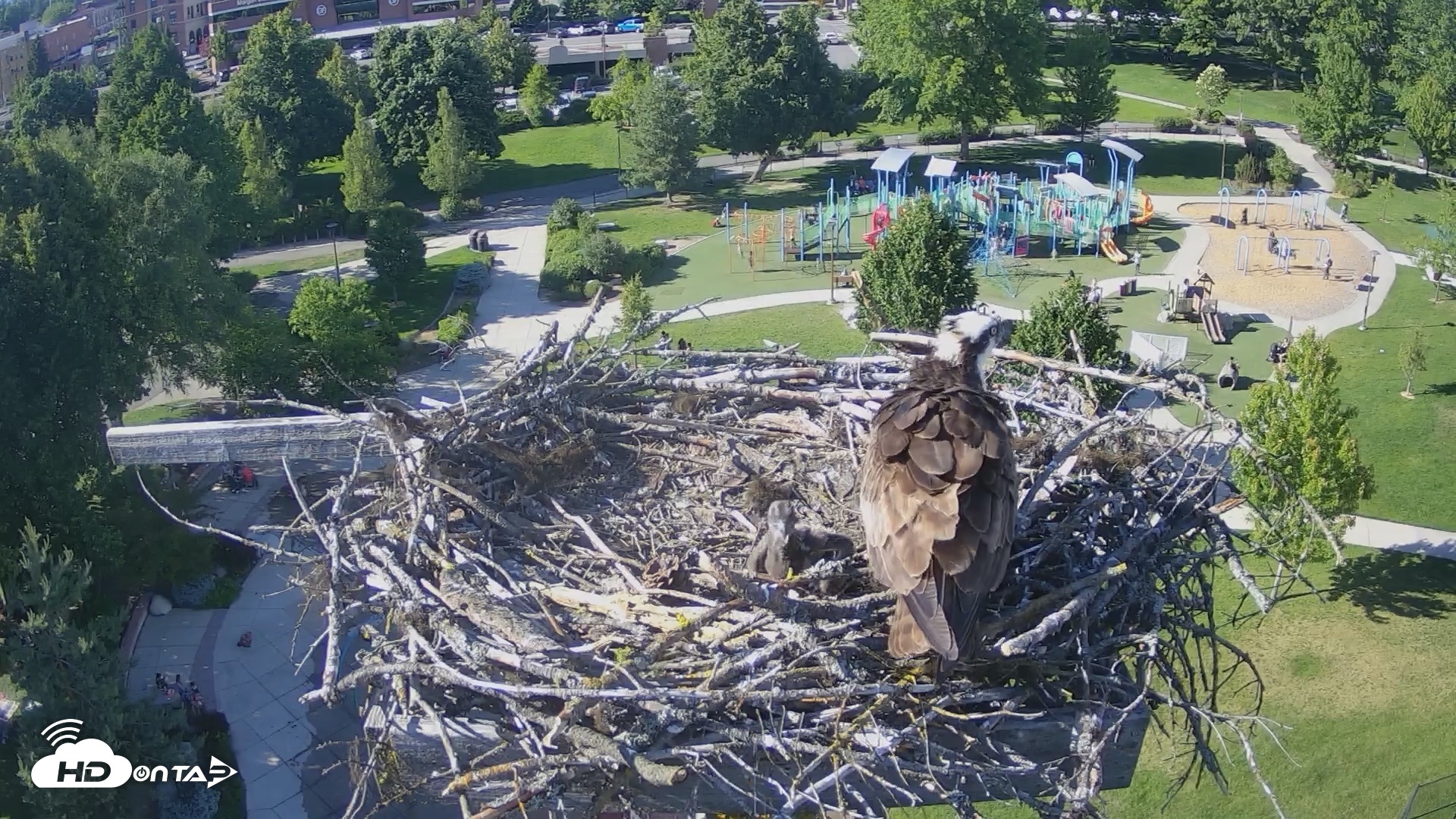 Snapshot of Coeur d'Alene Idaho Osprey Nest Live Cam taken Jun 13, 2026, 5:25pm PDT