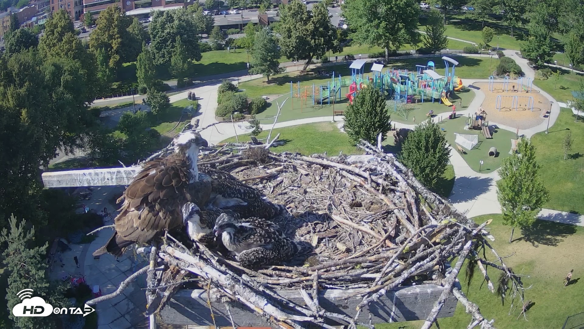 Snapshot of Coeur d'Alene South - Osprey Nest taken Jul 7, 2025, 4:28pm PDT