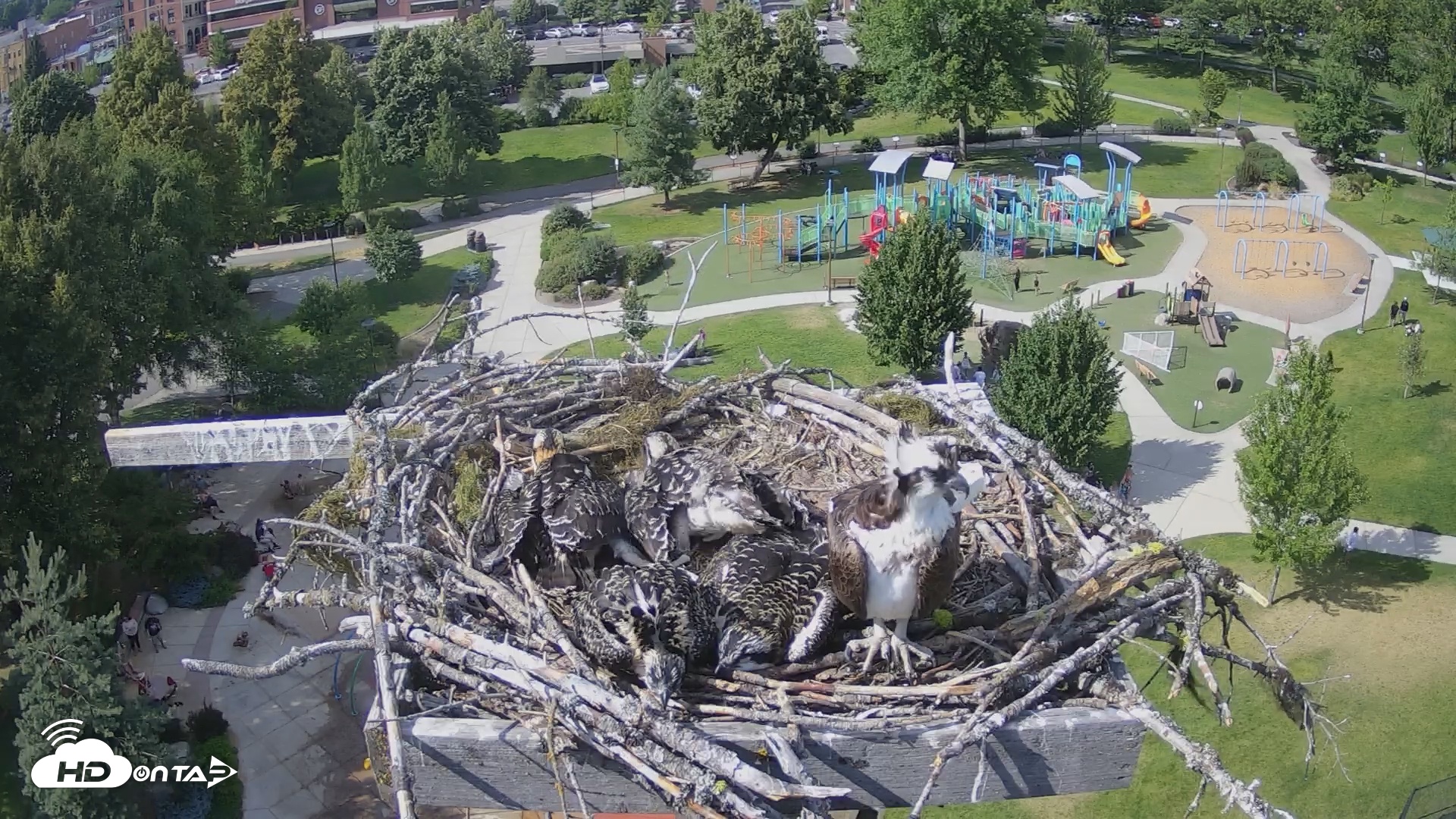 Snapshot of Coeur d'Alene South - Osprey Nest taken Jul 10, 2025, 4:23pm PDT