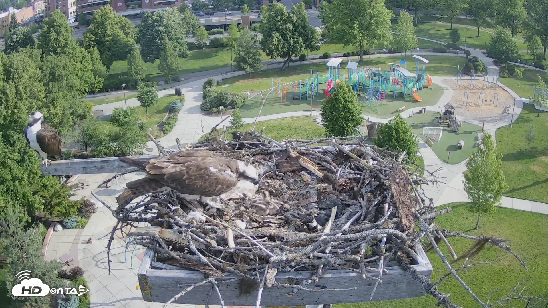 Snapshot of Coeur d'Alene South - Osprey Nest taken Jun 6, 2025, 7:35am PDT