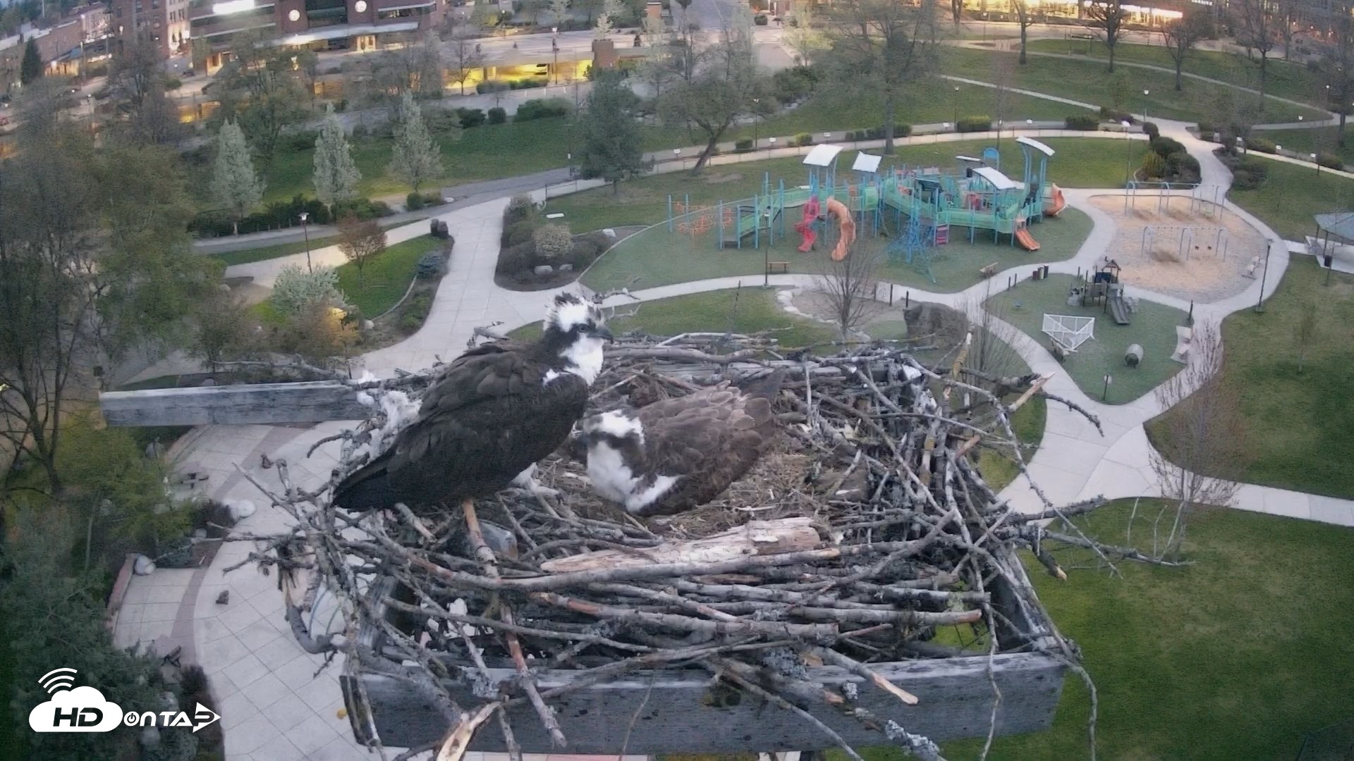 Snapshot of Coeur d'Alene Idaho Osprey Nest Live Cam taken Apr 26, 2026, 5:18am PDT