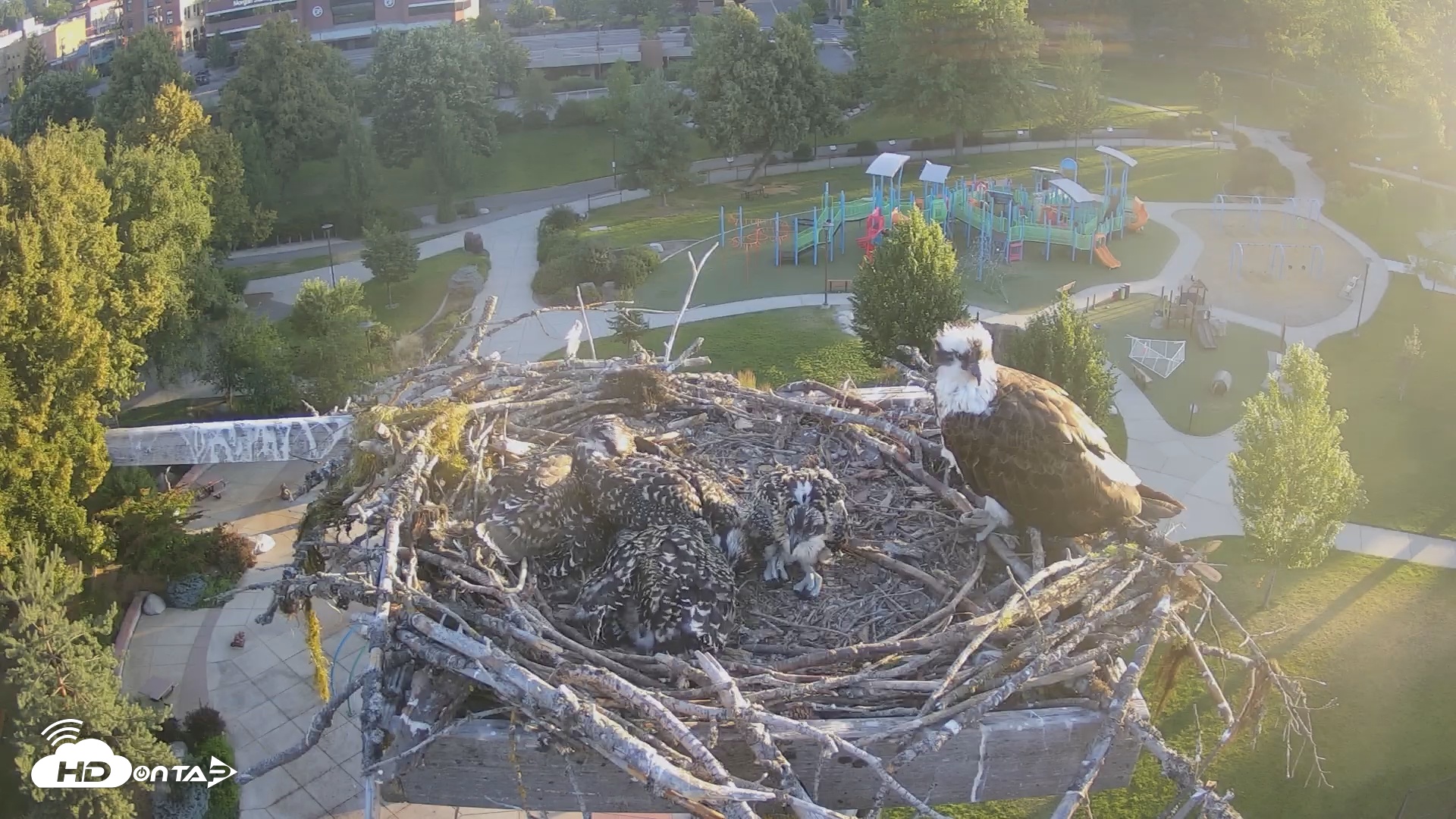 Snapshot of Coeur d'Alene South - Osprey Nest taken Jul 7, 2025, 5:55am PDT