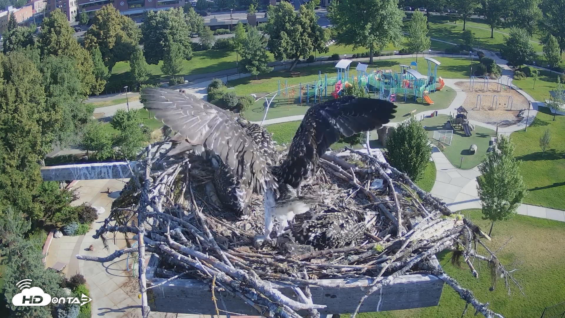 Snapshot of Coeur d'Alene South - Osprey Nest taken Jul 11, 2025, 8:05am PDT