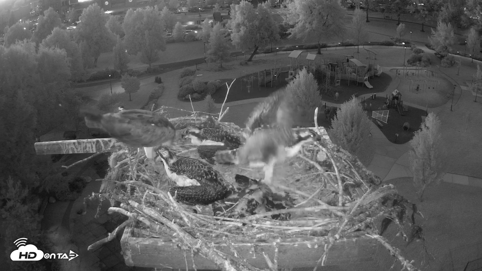 Snapshot of Coeur d'Alene South - Osprey Nest taken Jul 12, 2025, 9:17pm PDT