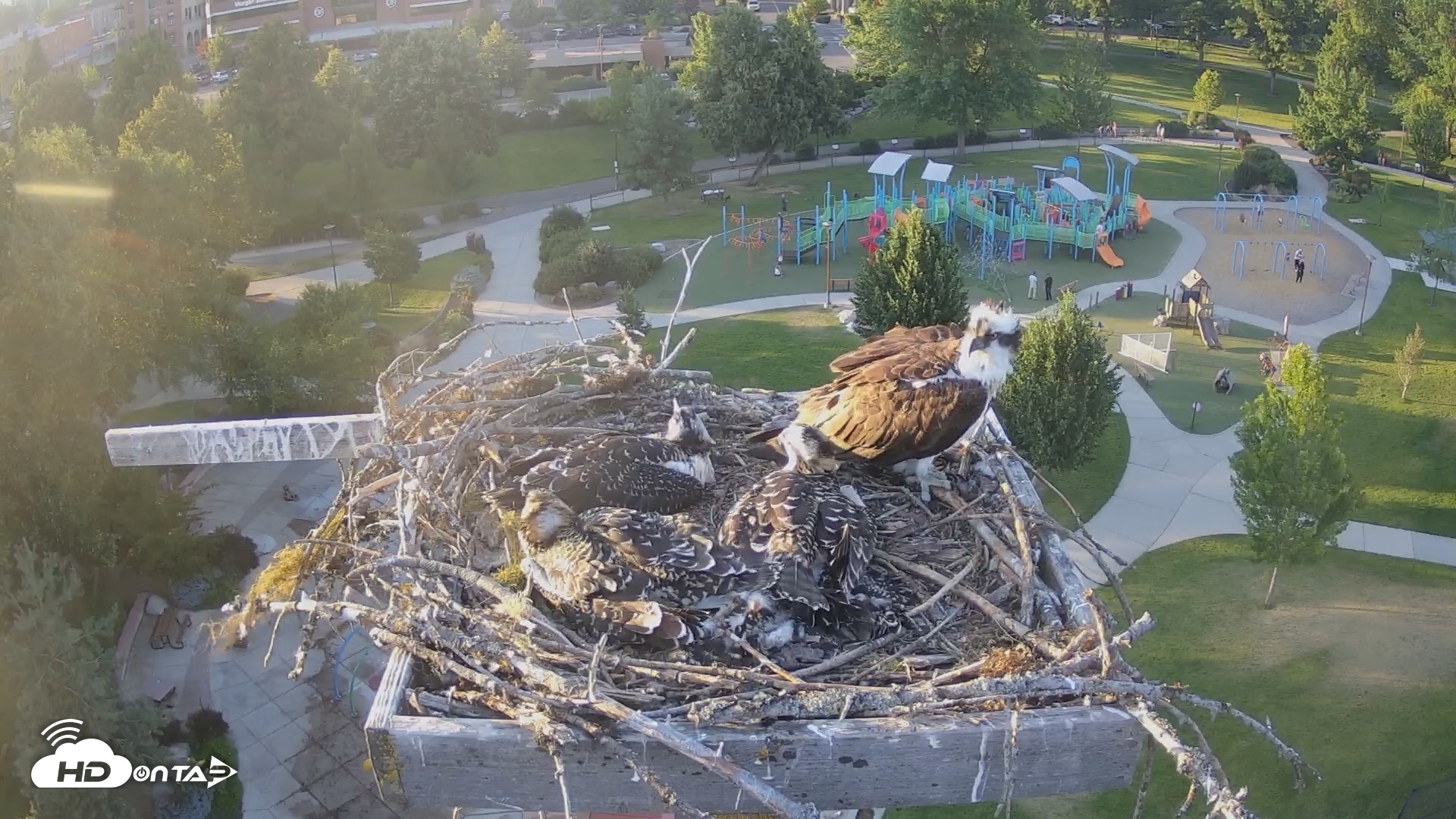 Snapshot of Coeur d'Alene South - Osprey Nest taken Jul 15, 2025, 7:39pm PDT