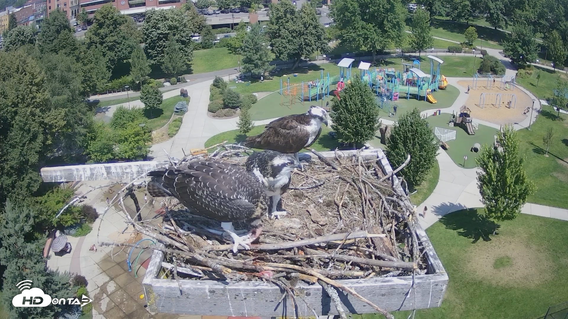 Snapshot of Coeur d'Alene Idaho Osprey Nest Live Cam taken Jul 27, 2026, 12:16pm PDT