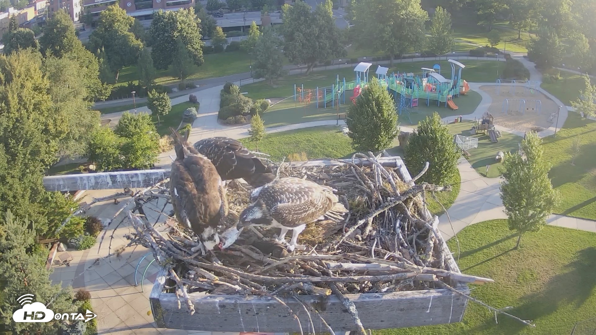 Snapshot of Coeur d'Alene Idaho Osprey Nest Live Cam taken Jul 26, 2026, 6:42am PDT