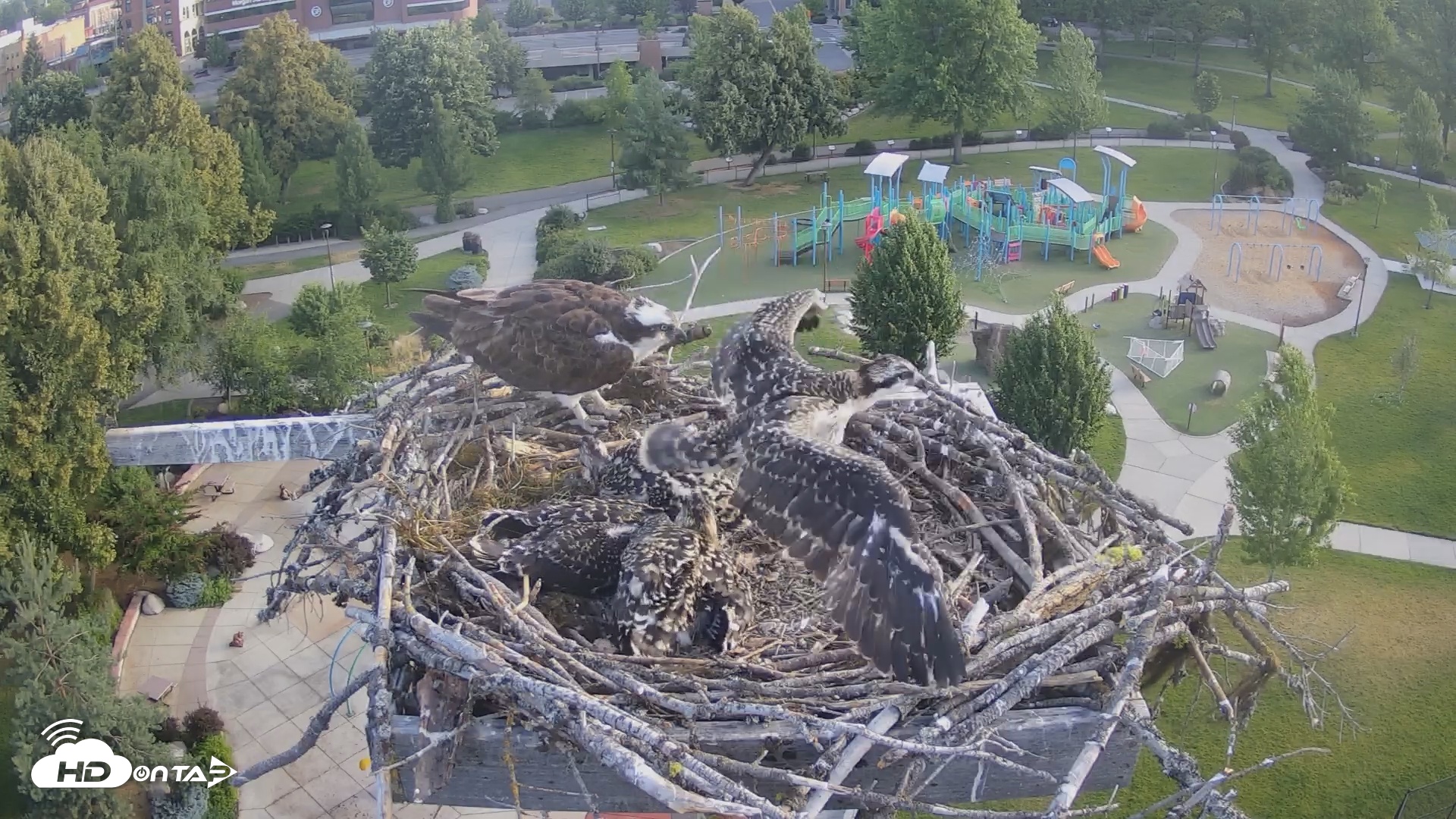 Snapshot of Coeur d'Alene South - Osprey Nest taken Jul 6, 2025, 6:39am PDT