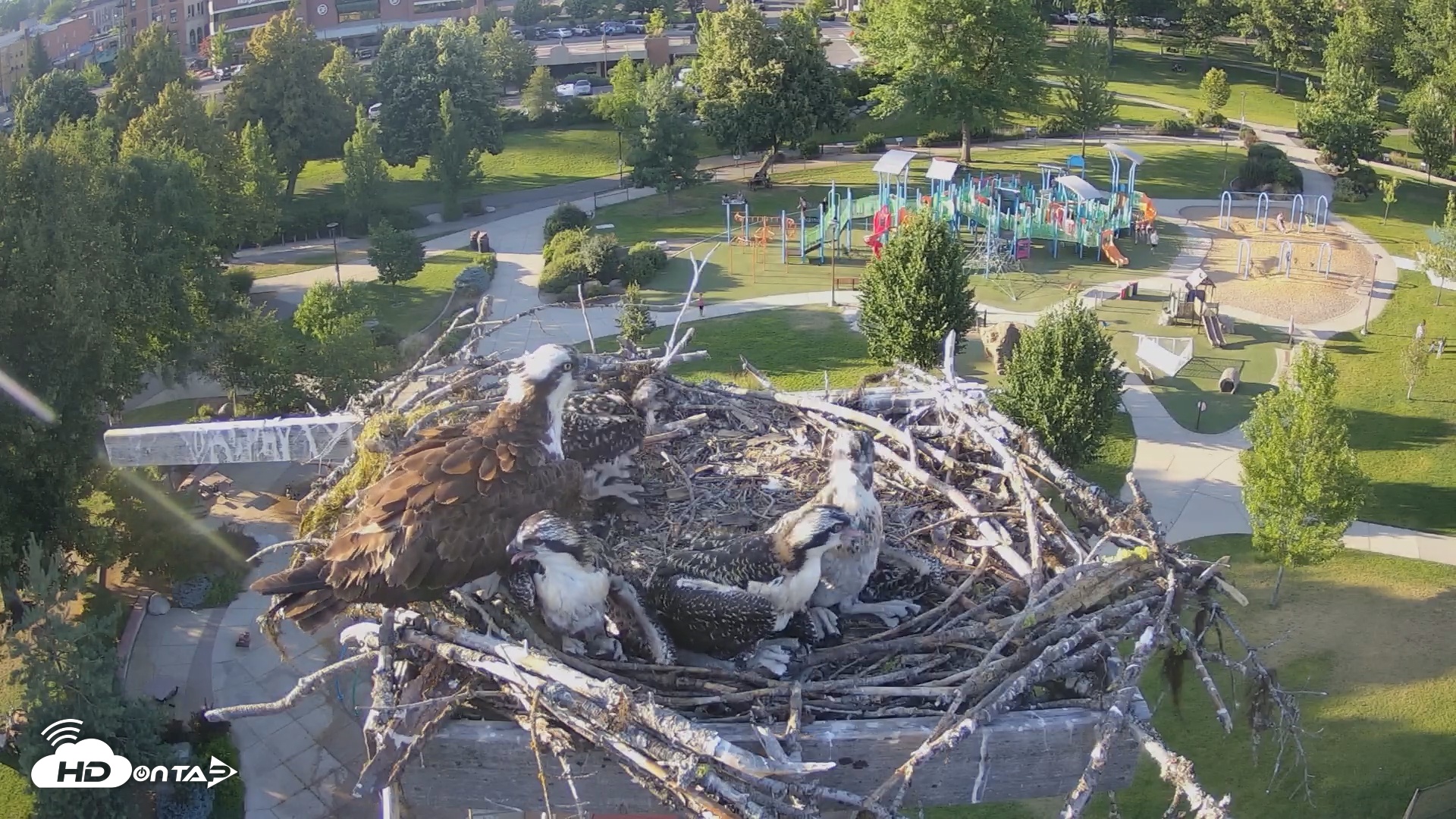 Snapshot of Coeur d'Alene South - Osprey Nest taken Jul 8, 2025, 6:56pm PDT