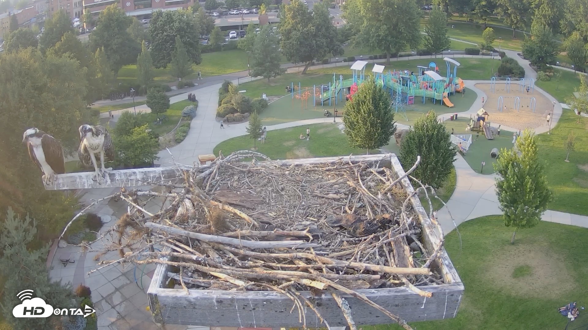 Snapshot of Coeur d'Alene Idaho Osprey Nest Live Cam taken Jul 29, 2026, 7:27pm PDT