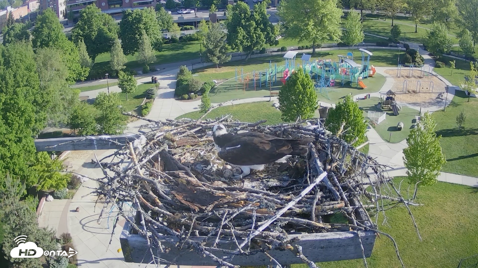 Snapshot of Coeur d'Alene Idaho Osprey Nest Live Cam taken May 12, 2026, 7:42am PDT