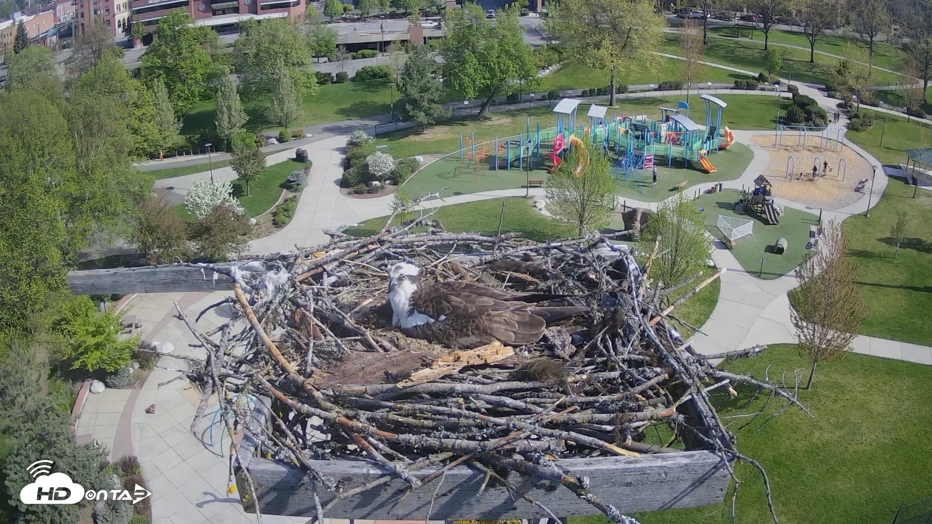 Snapshot of Coeur d'Alene Idaho Osprey Nest Live Cam taken May 2, 2026, 9:28am PDT