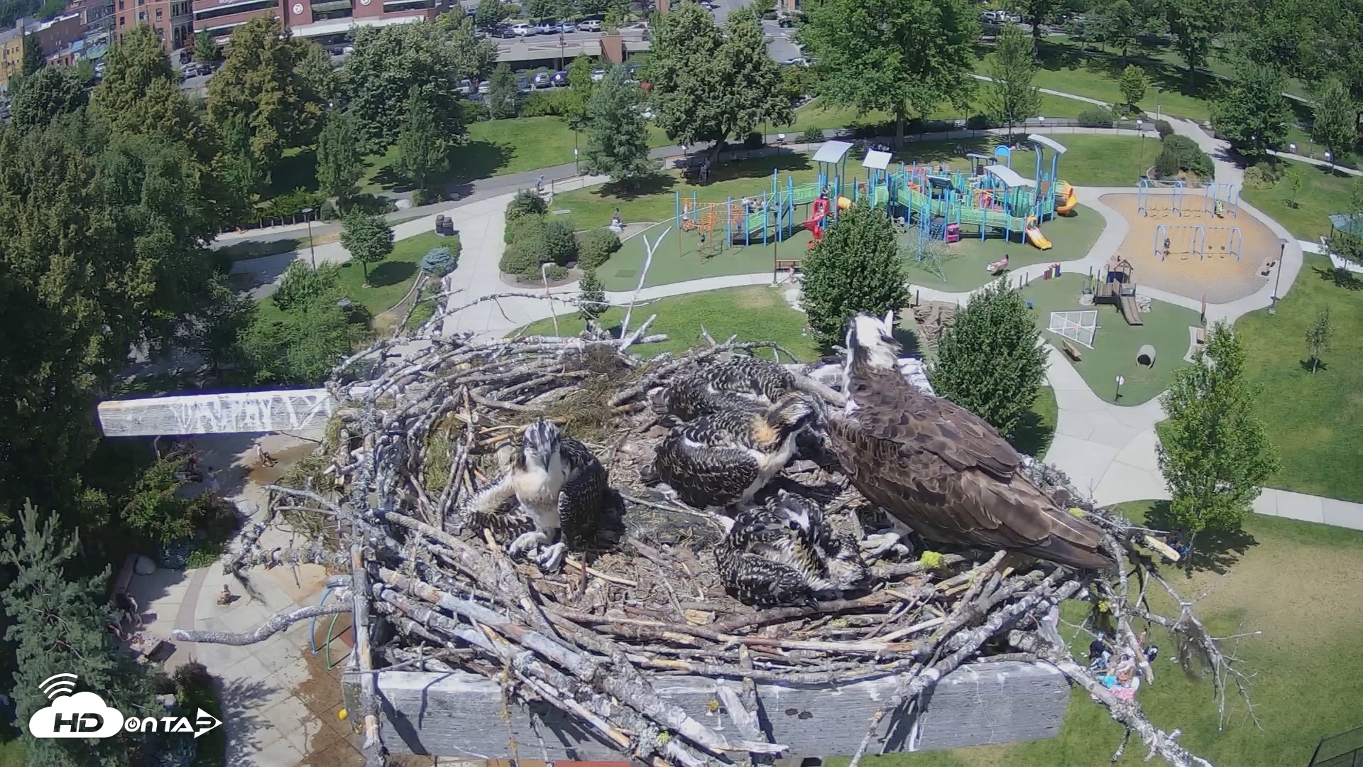Snapshot of Coeur d'Alene South - Osprey Nest taken Jul 10, 2025, 2:14pm PDT