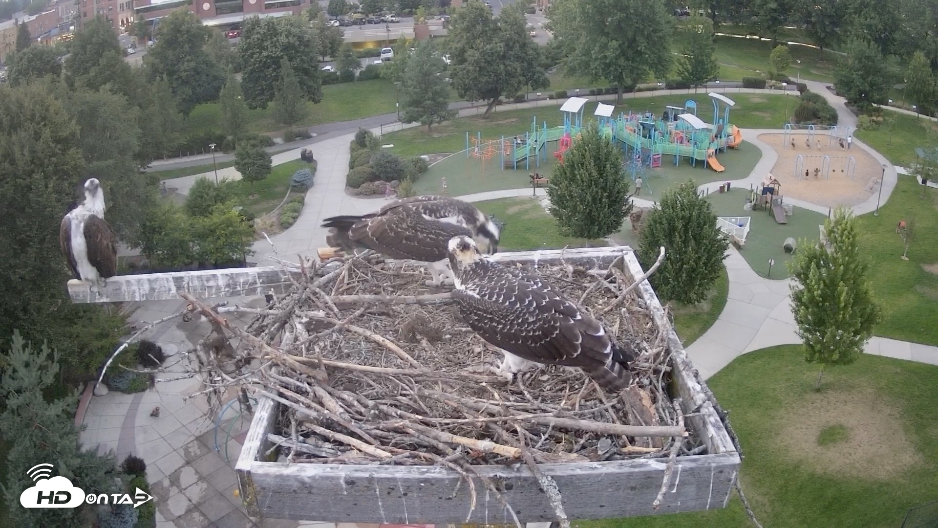 Snapshot of Coeur d'Alene Idaho Osprey Nest Live Cam taken Jul 31, 2026, 8:38pm PDT