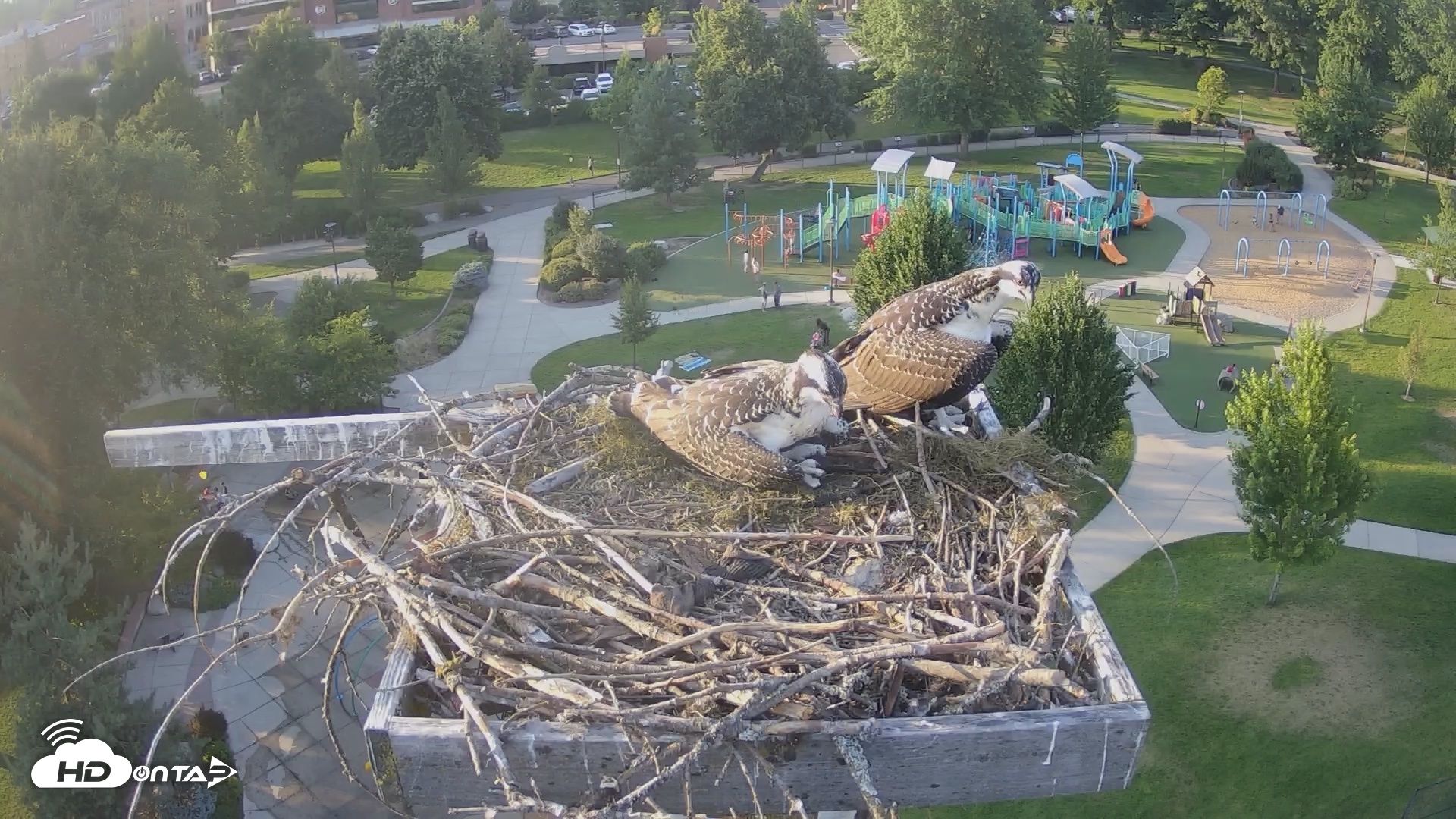 Snapshot of Coeur d'Alene Idaho Osprey Nest Live Cam taken Jul 24, 2026, 7:16pm PDT